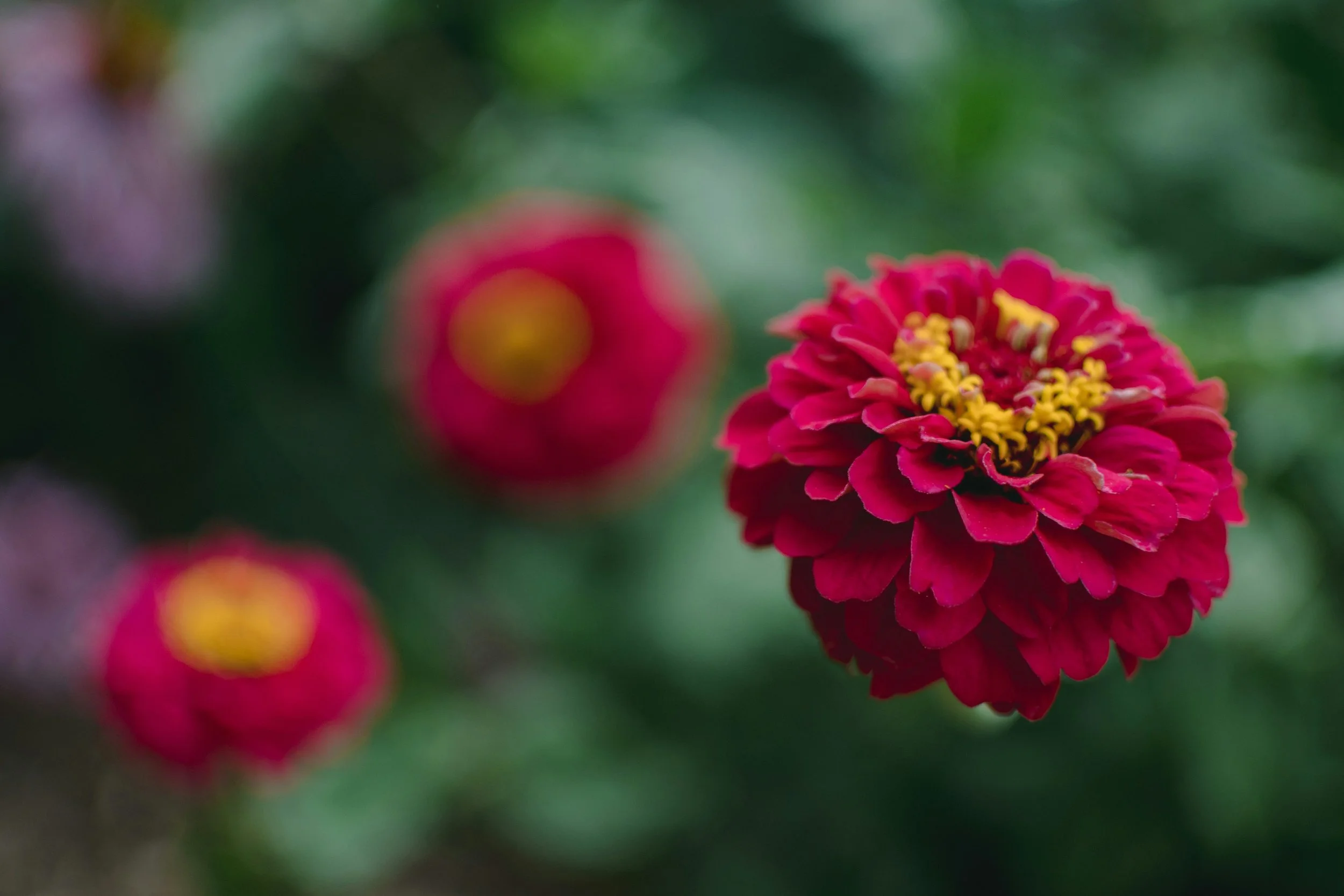 Zinnia | Benary's Giant Wine
