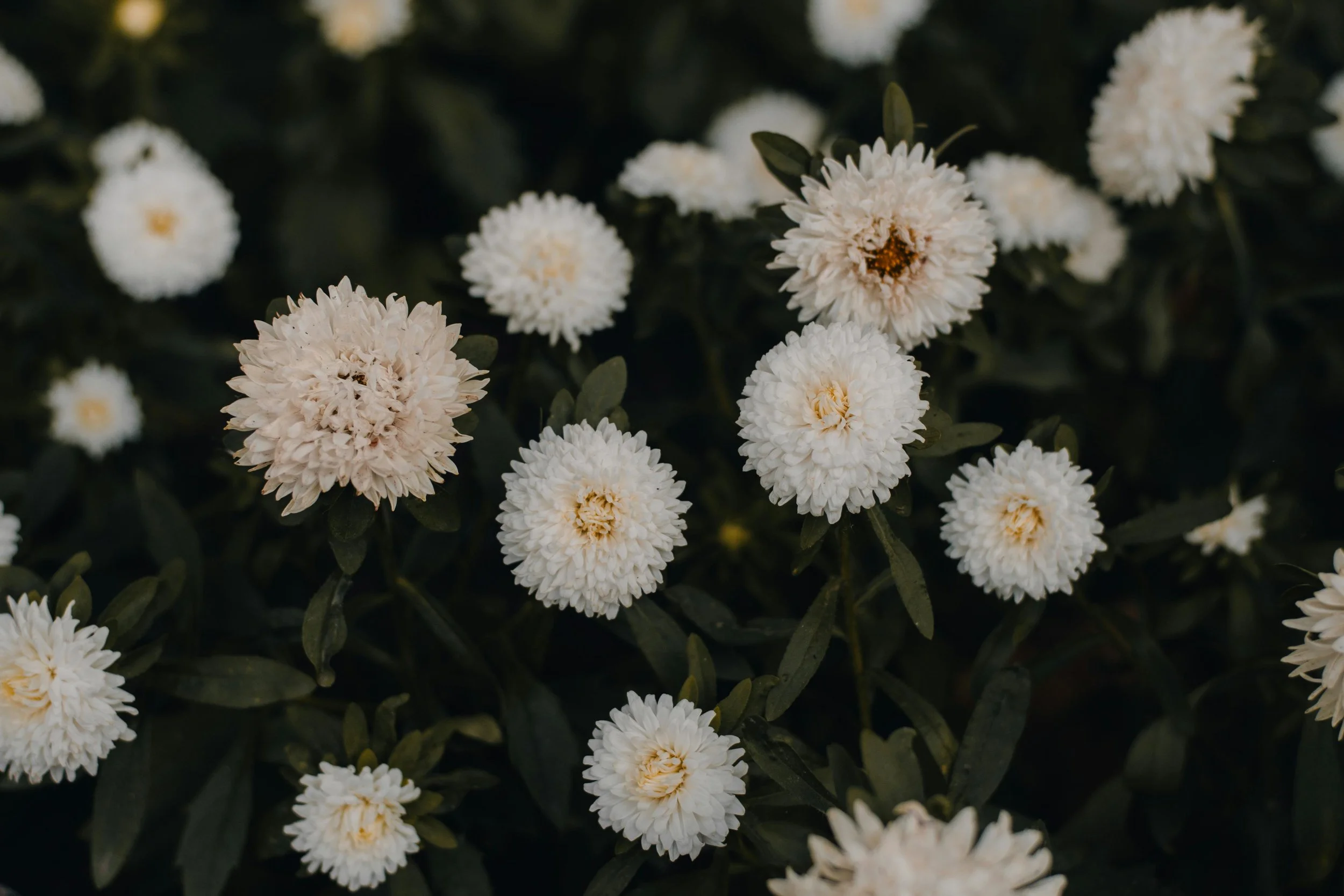 China Aster | Apollinia Chamois
