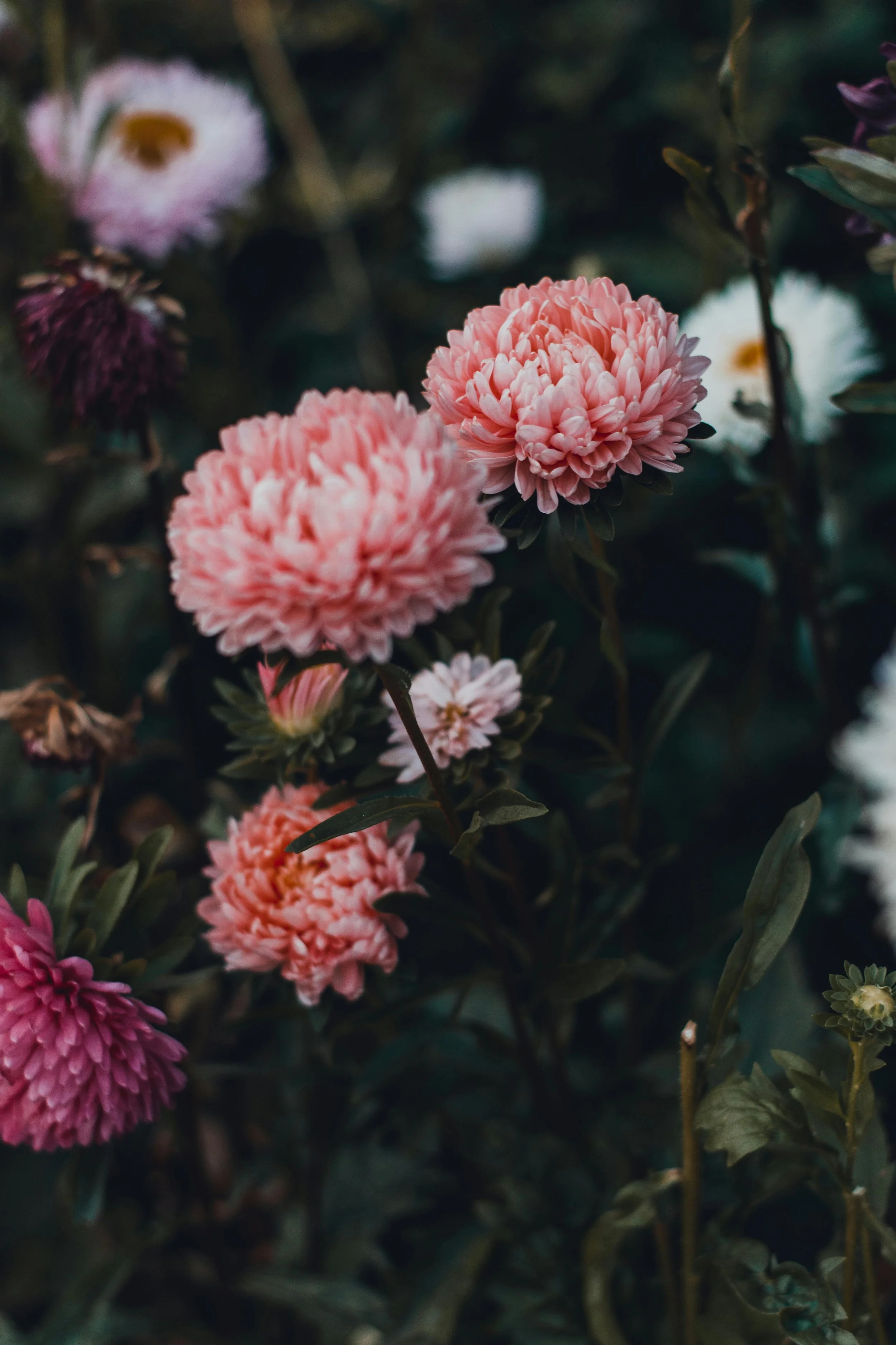 China Aster | King Size Apricot