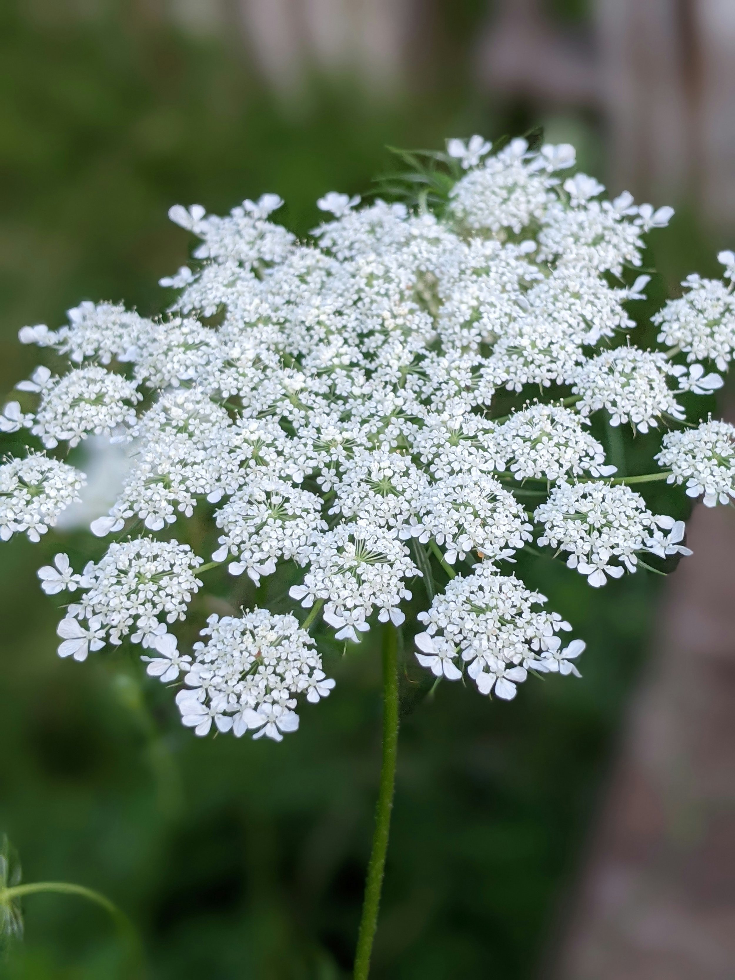 False Queen Anne's Lace | White