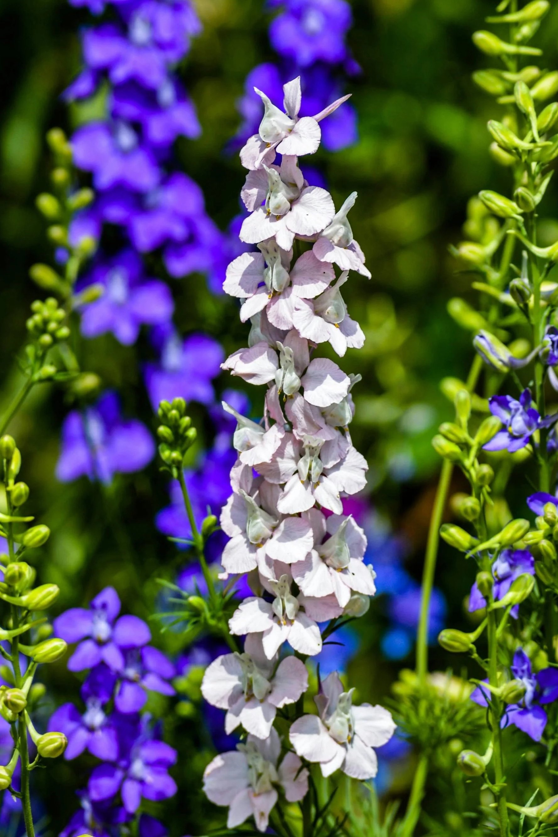 Larkspur | Misty Lavender