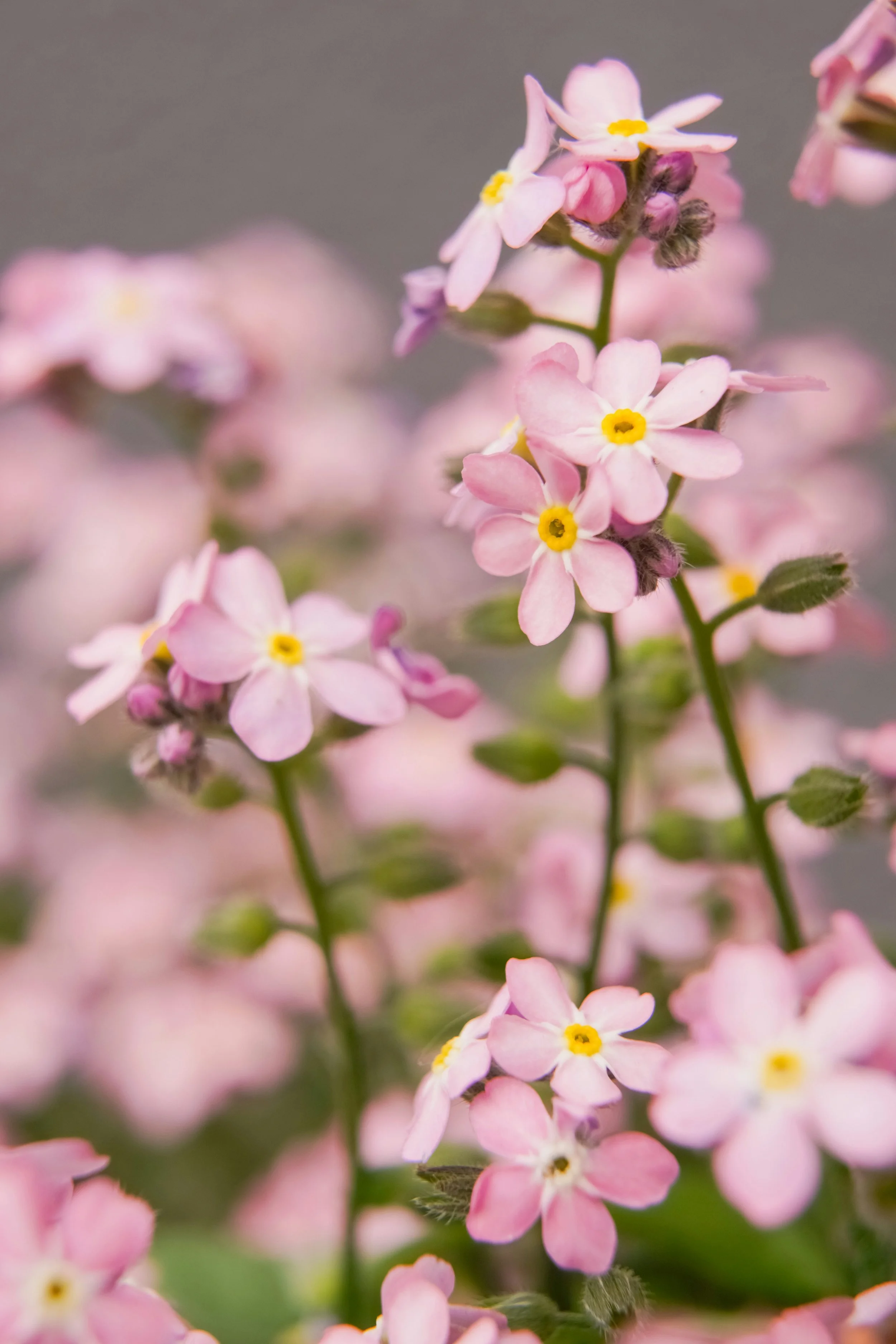 Chinese Forget Me Not | Mystic Pink