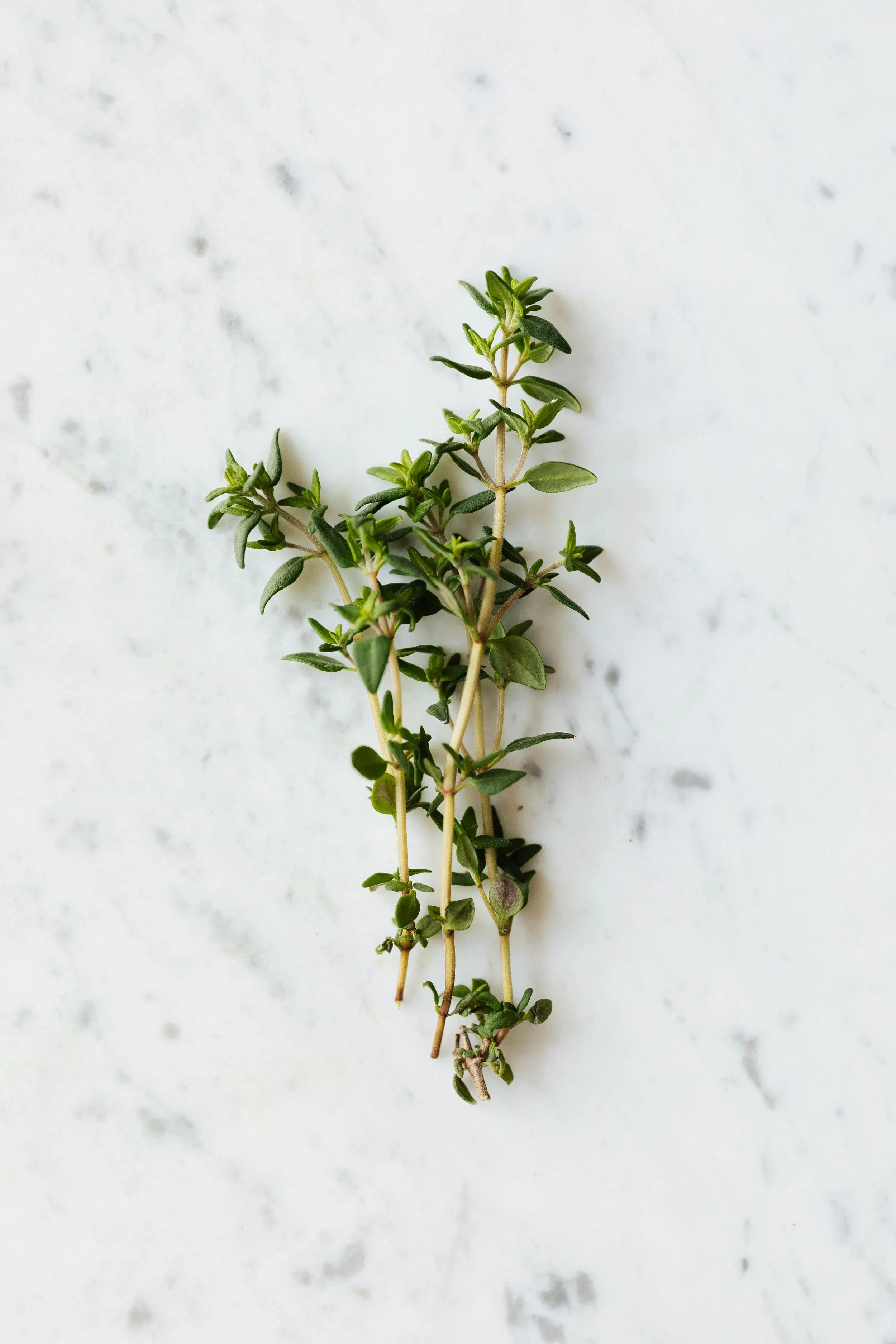 Thyme | English