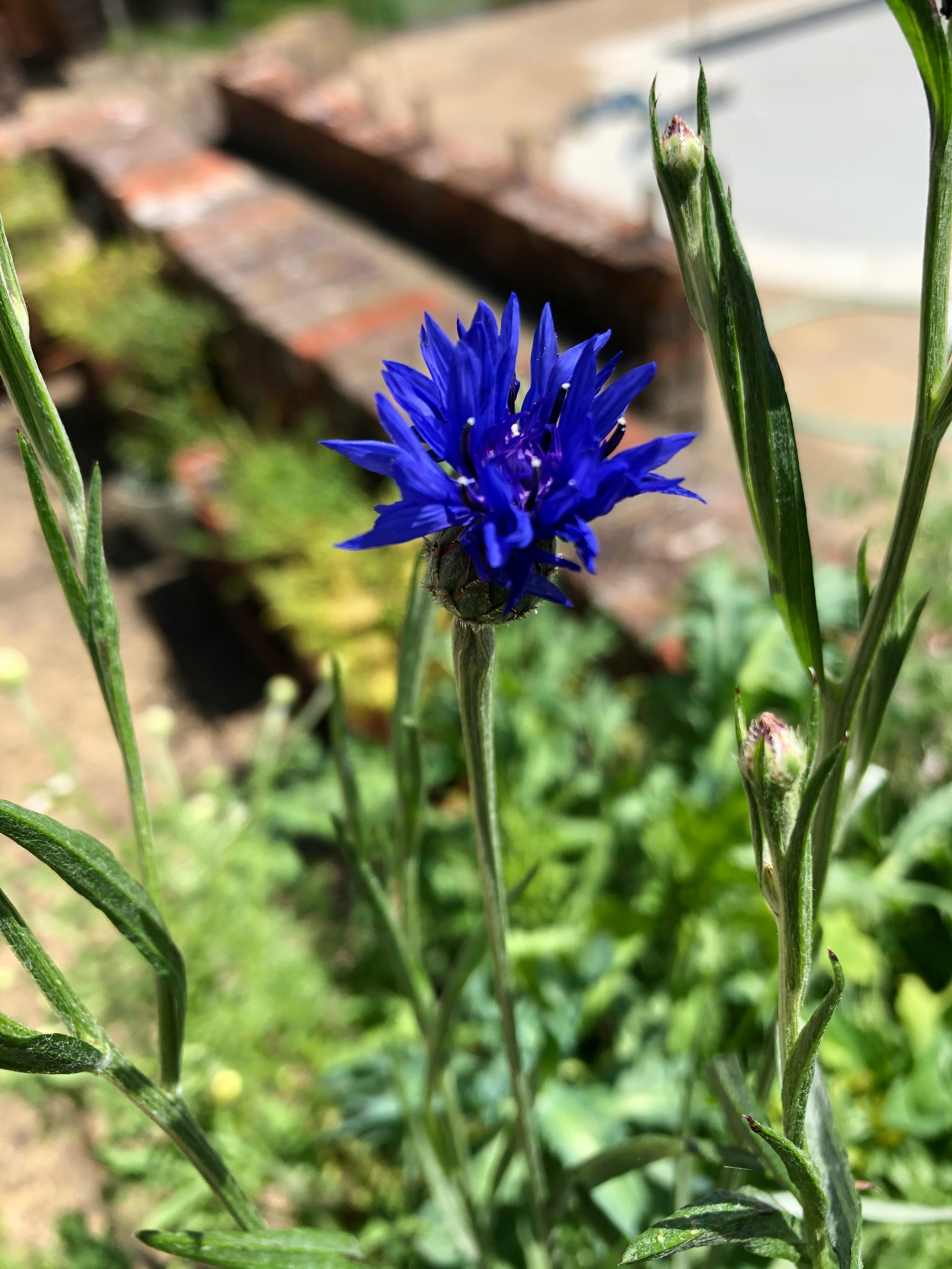 Bachelor's Button | Blue Boy