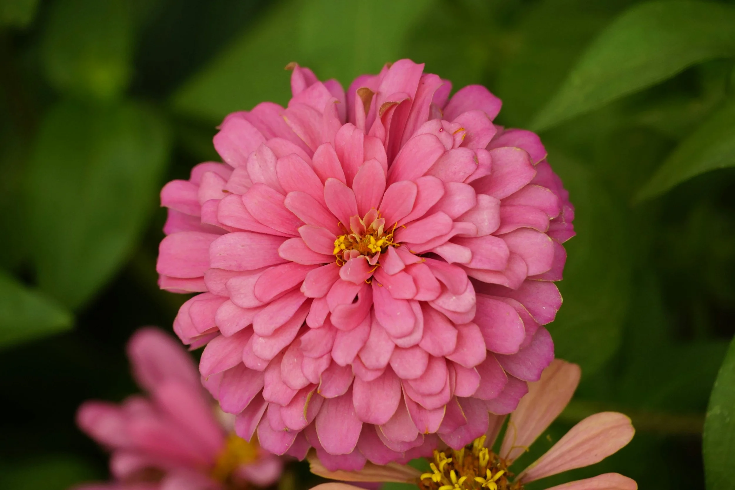 Zinnia Coral.jpg