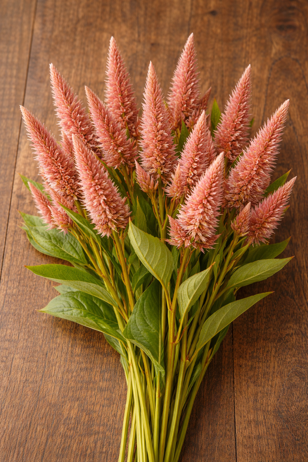 Celosia | Terracotta