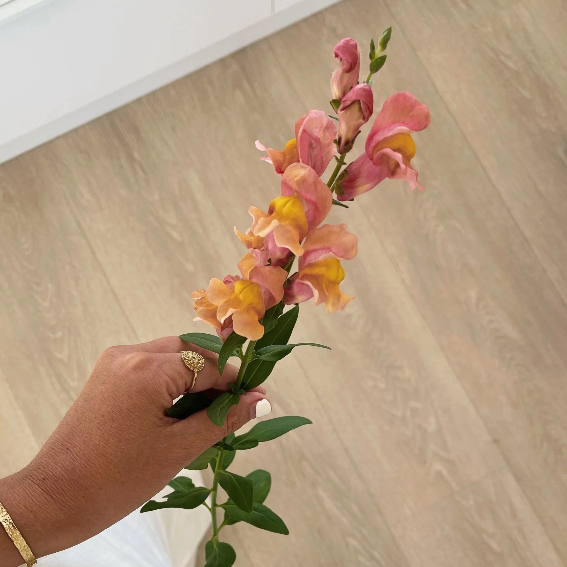 Snapdragon | Chantilly Light Salmon