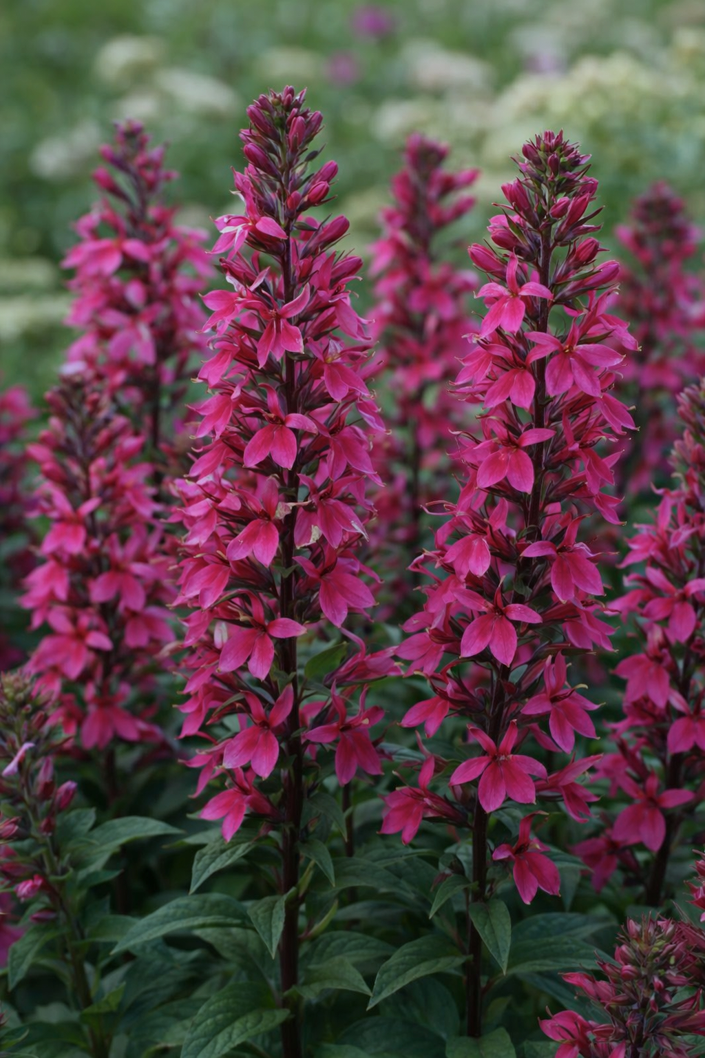 Lobelia | Starship Rose