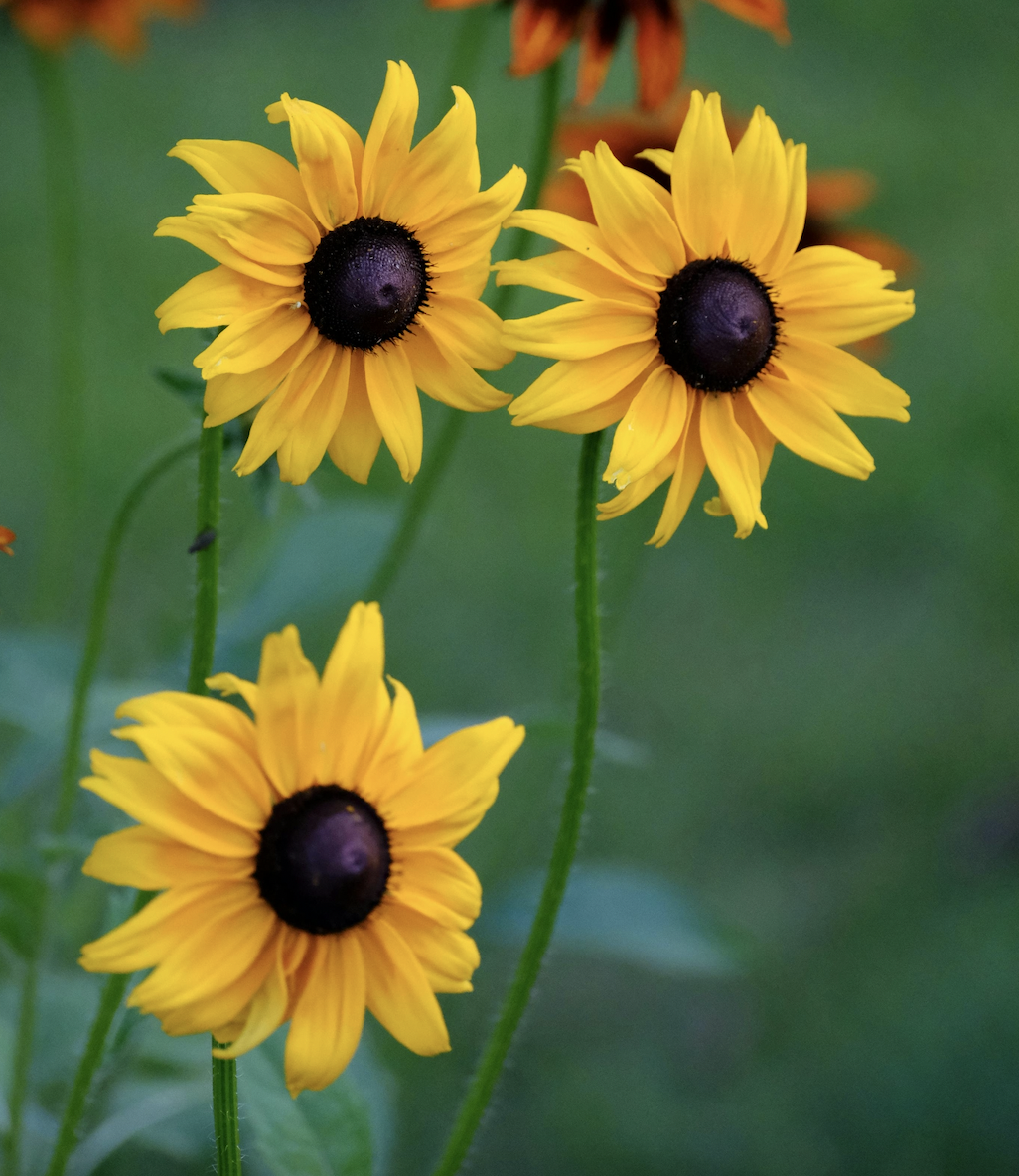 Rudbeckia | Marmalade