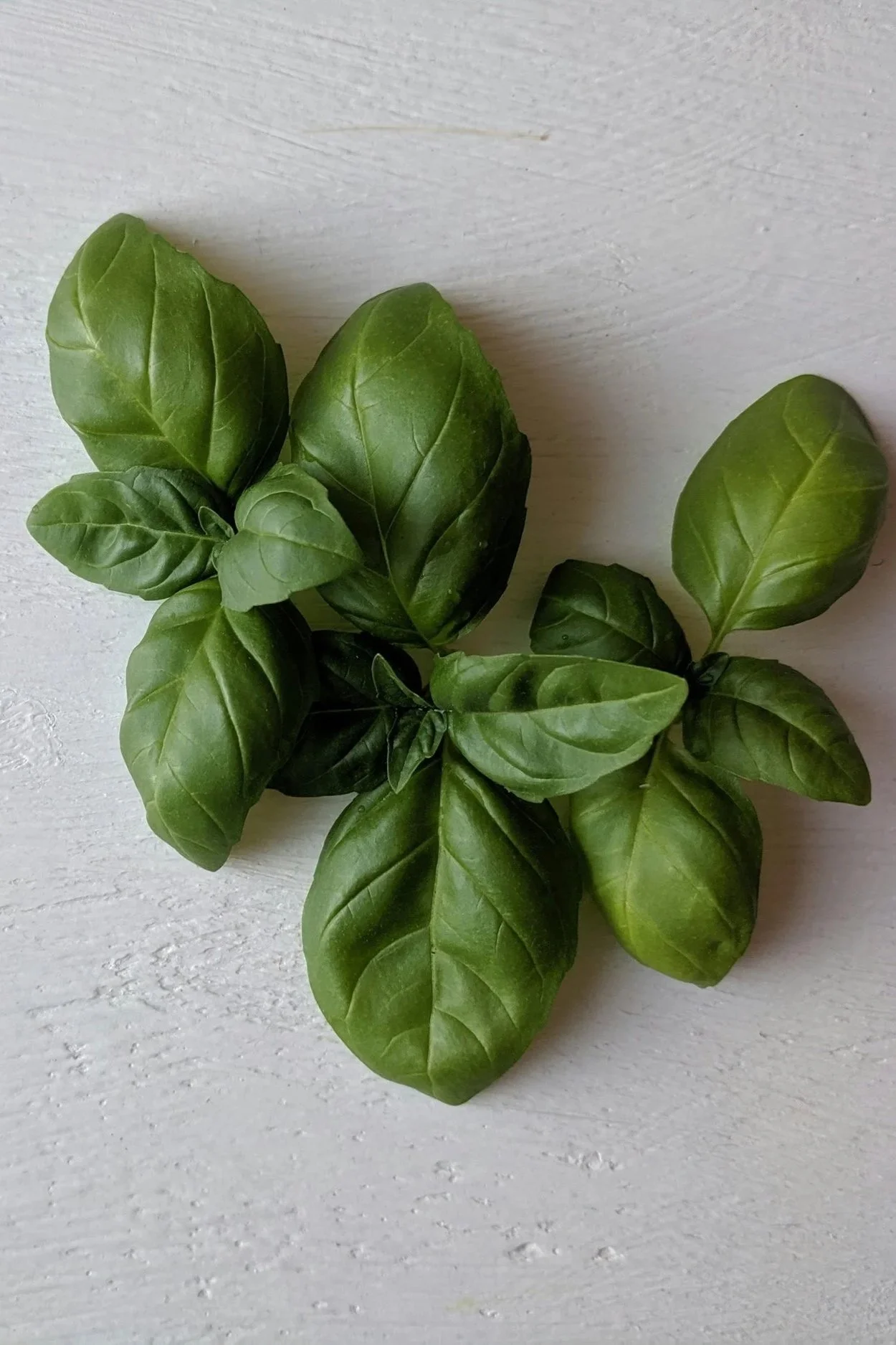 Basil | Genovese