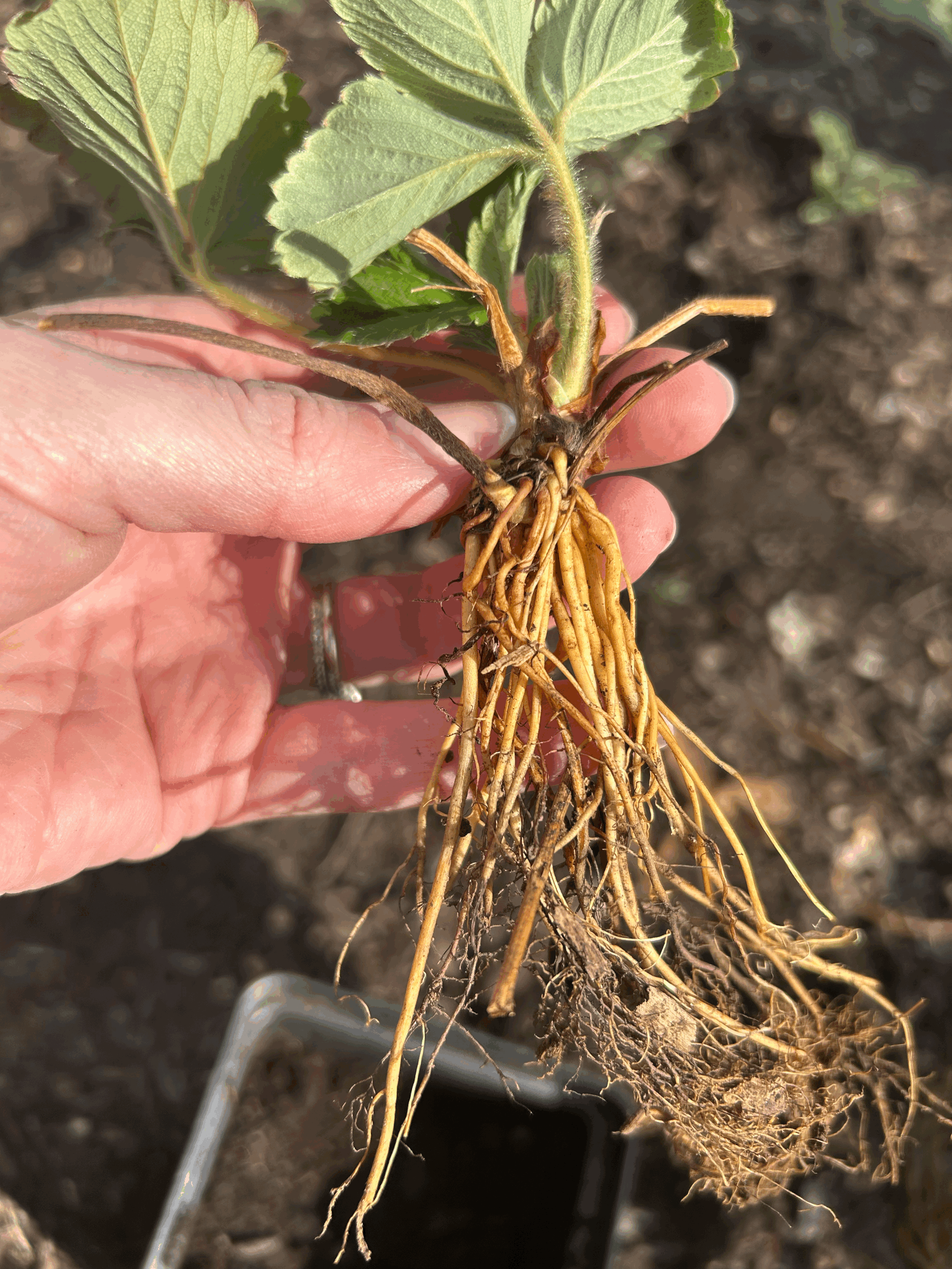 Strawberry Roots | June Bearing