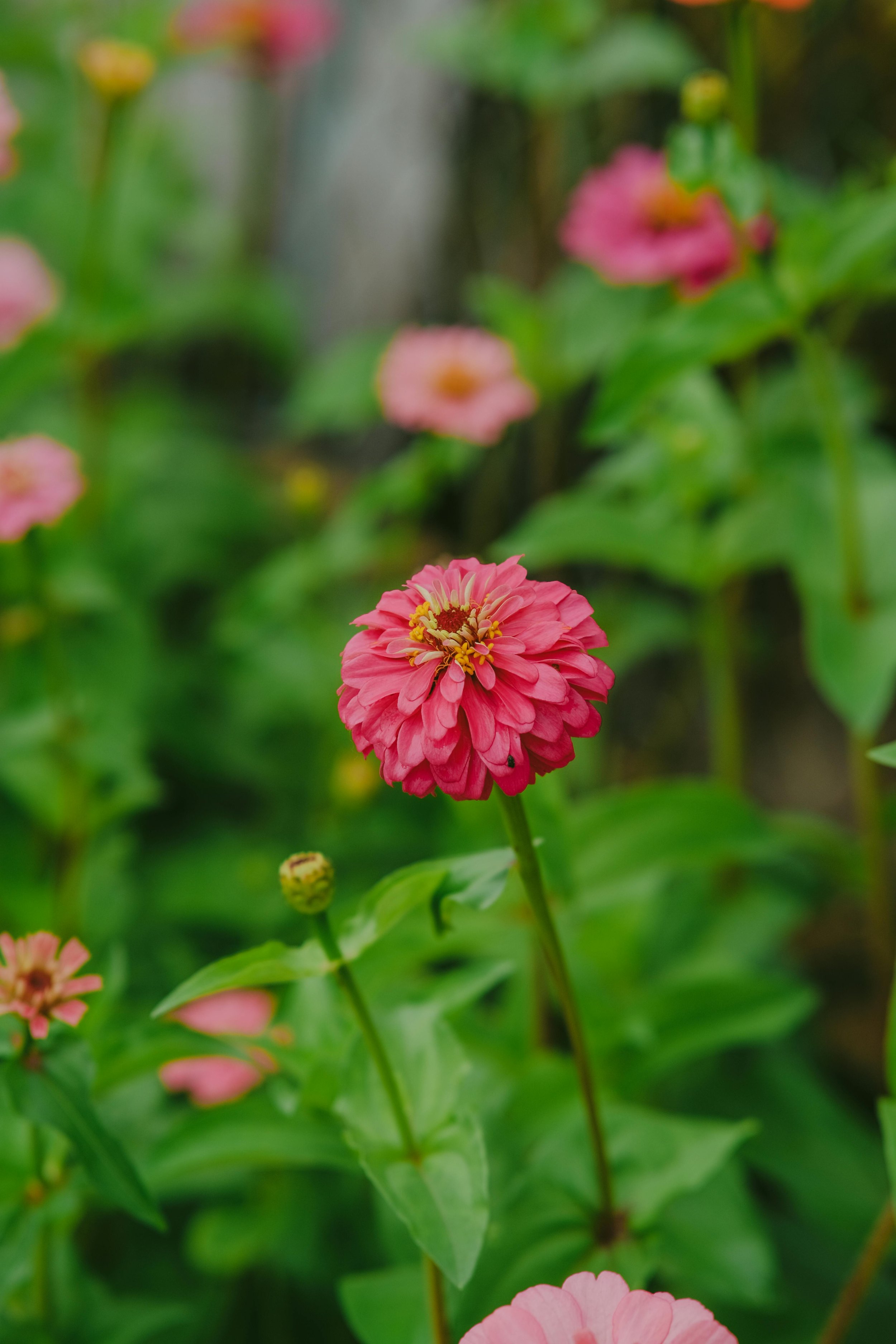 Zinnia | Benary's Giant Coral