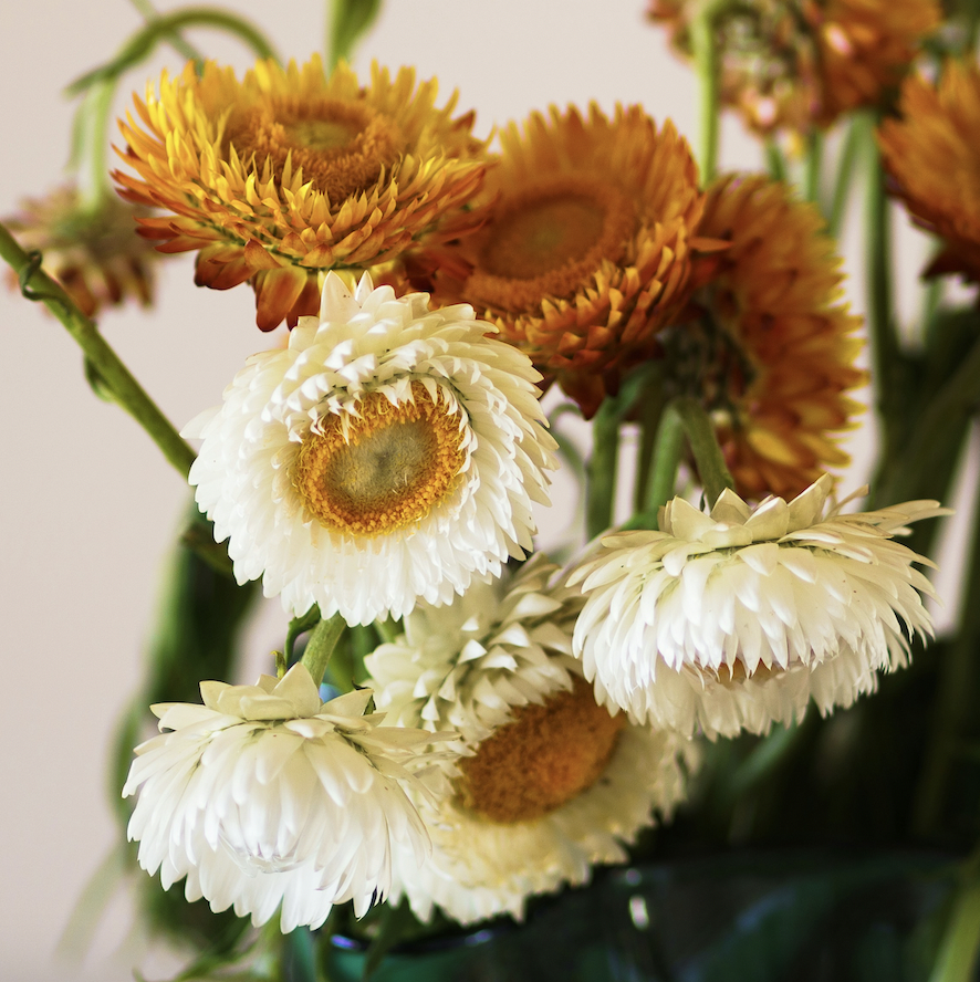 Strawflower | Vintage White