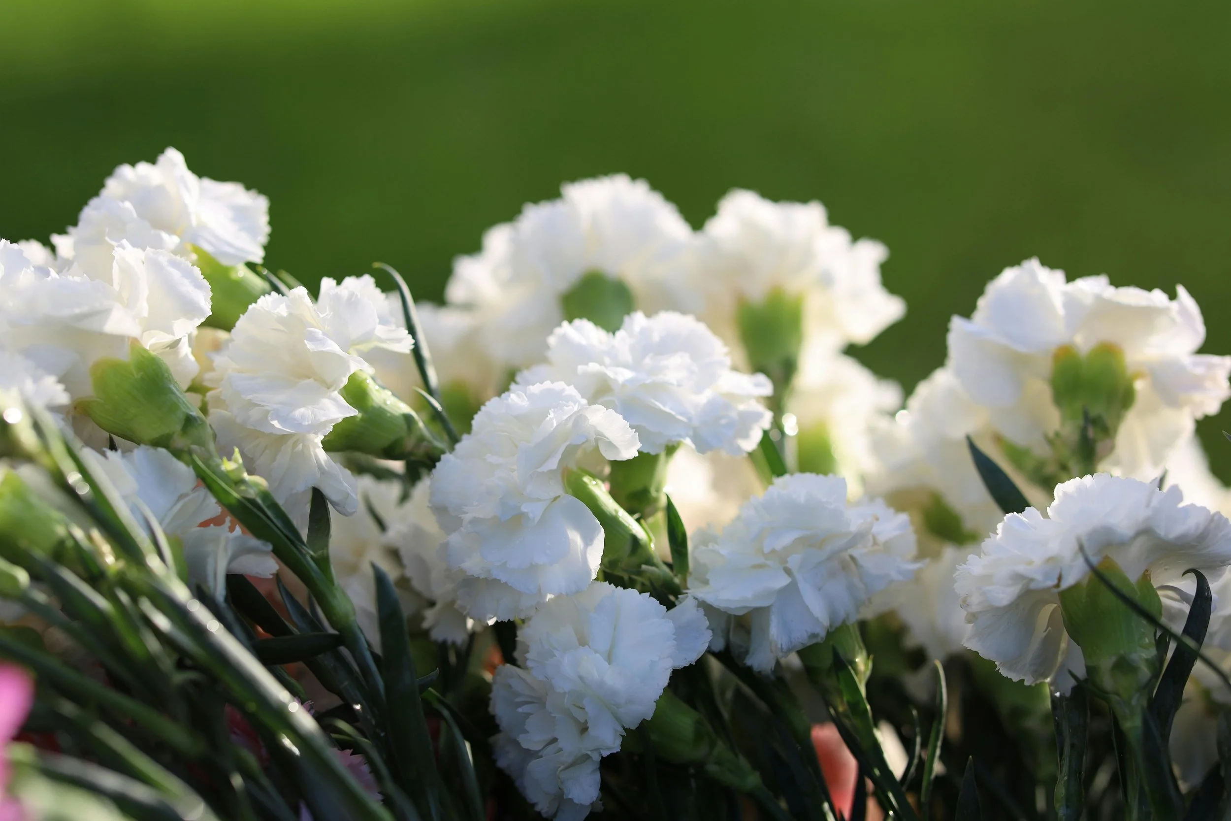 Carnations white .jpg