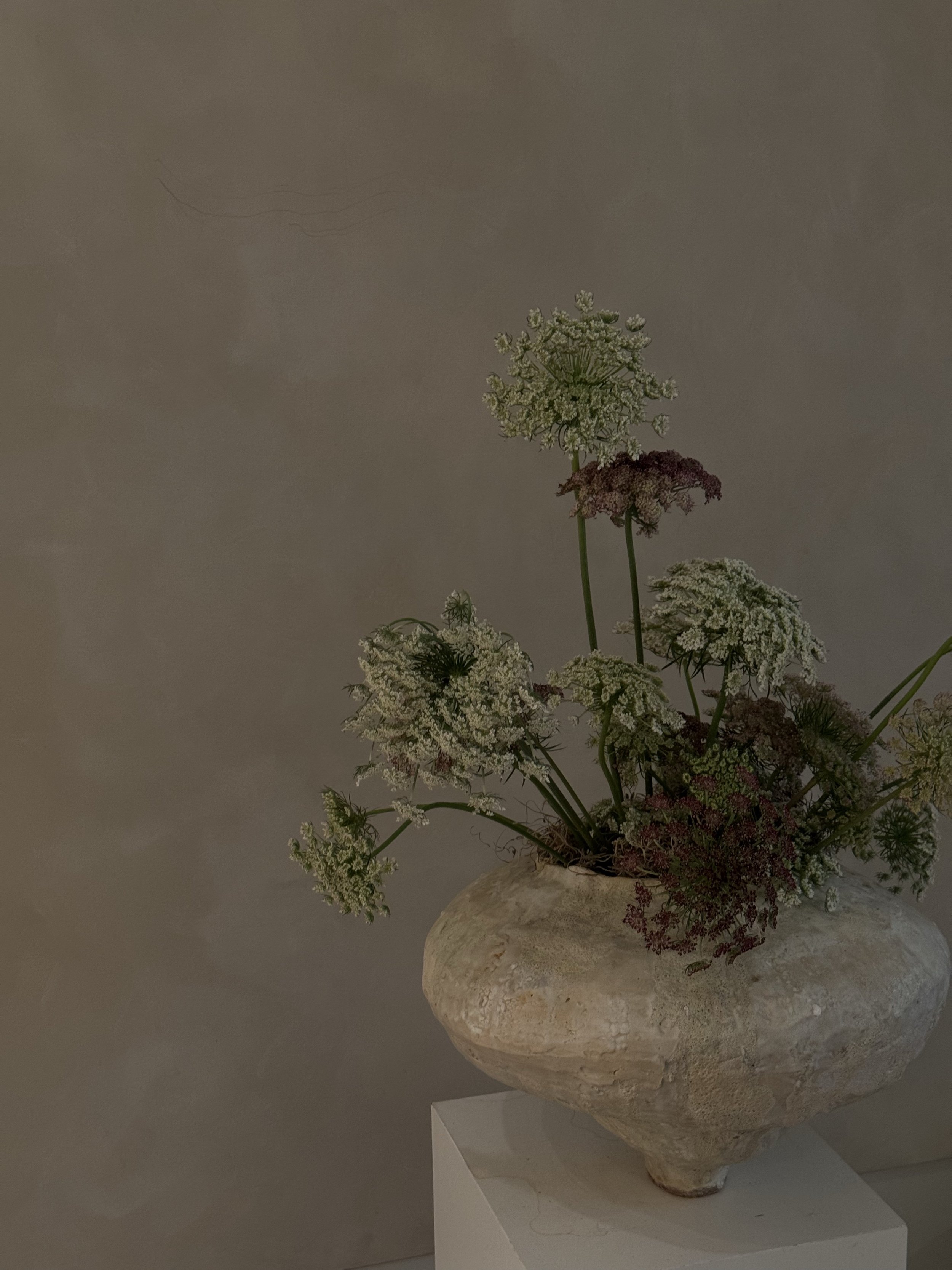 False Queen Anne's Lace | Dara Ammi