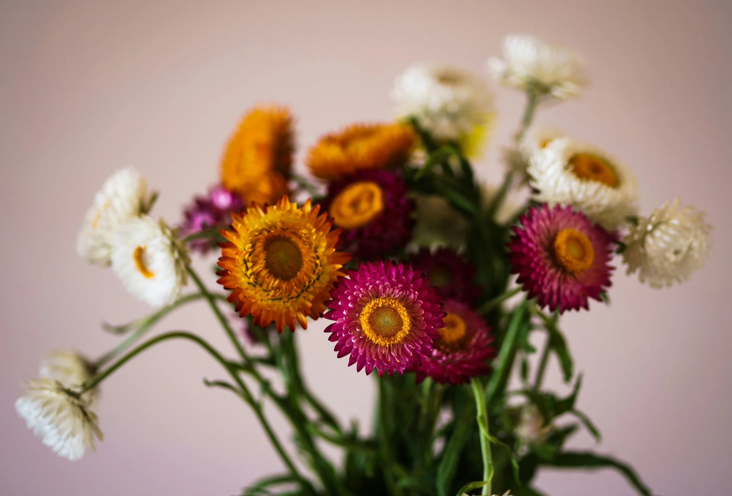 Strawflower | Farmhouse Mix