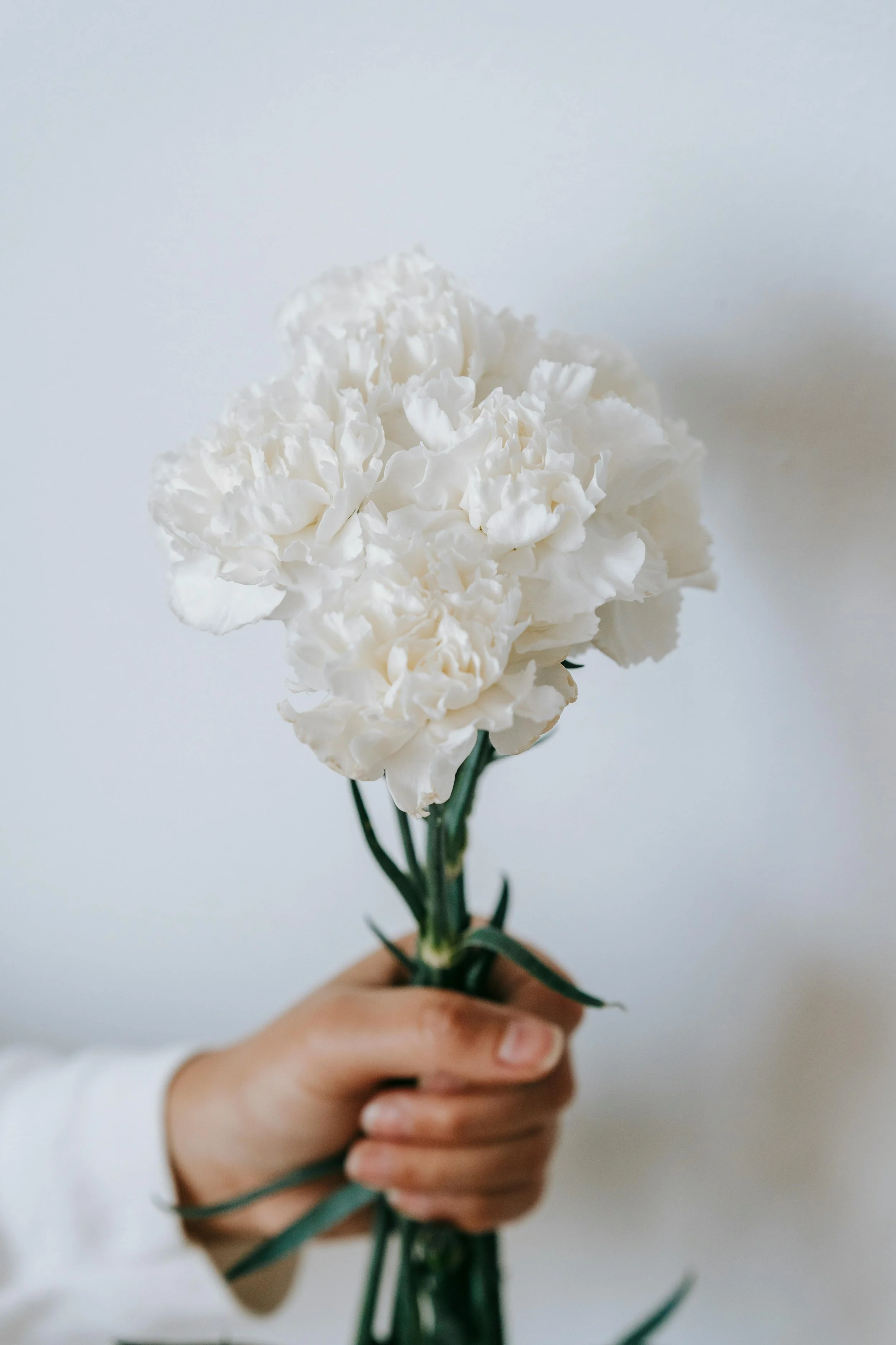 Carnation | Jeanne Dionis
