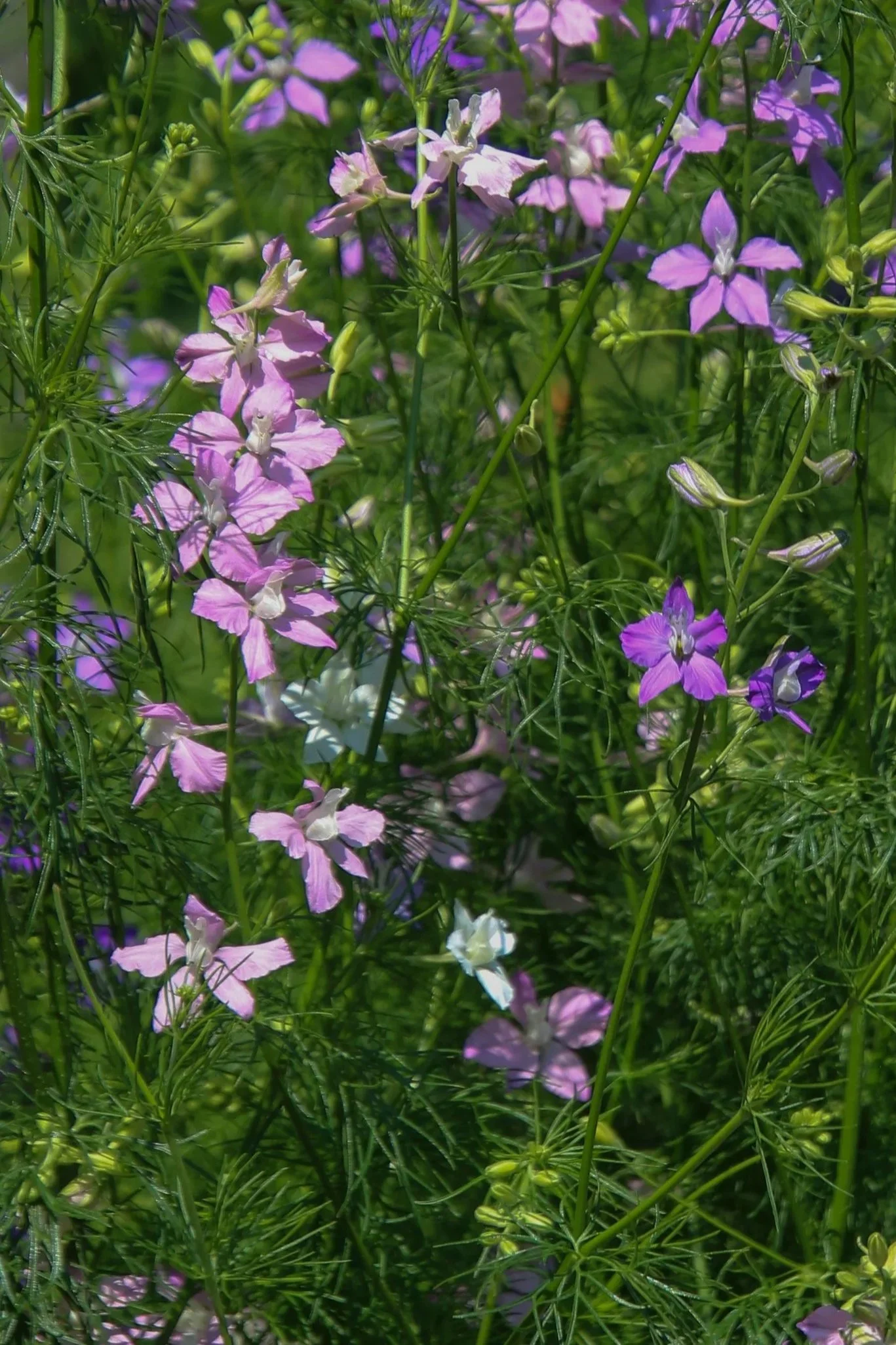 Larkspur | Pink Regis