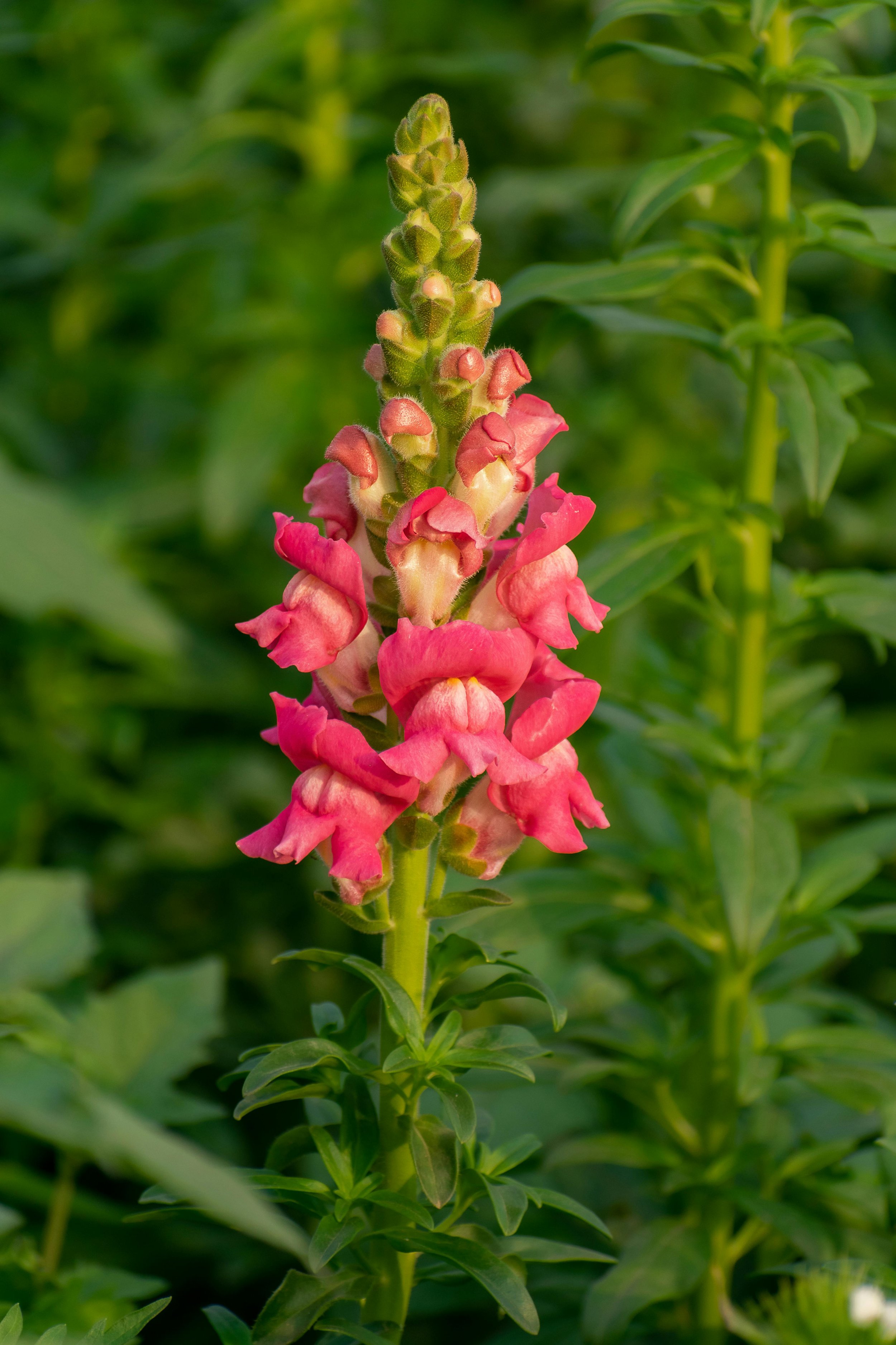 Snapdragon | Potomac Cherry Rose