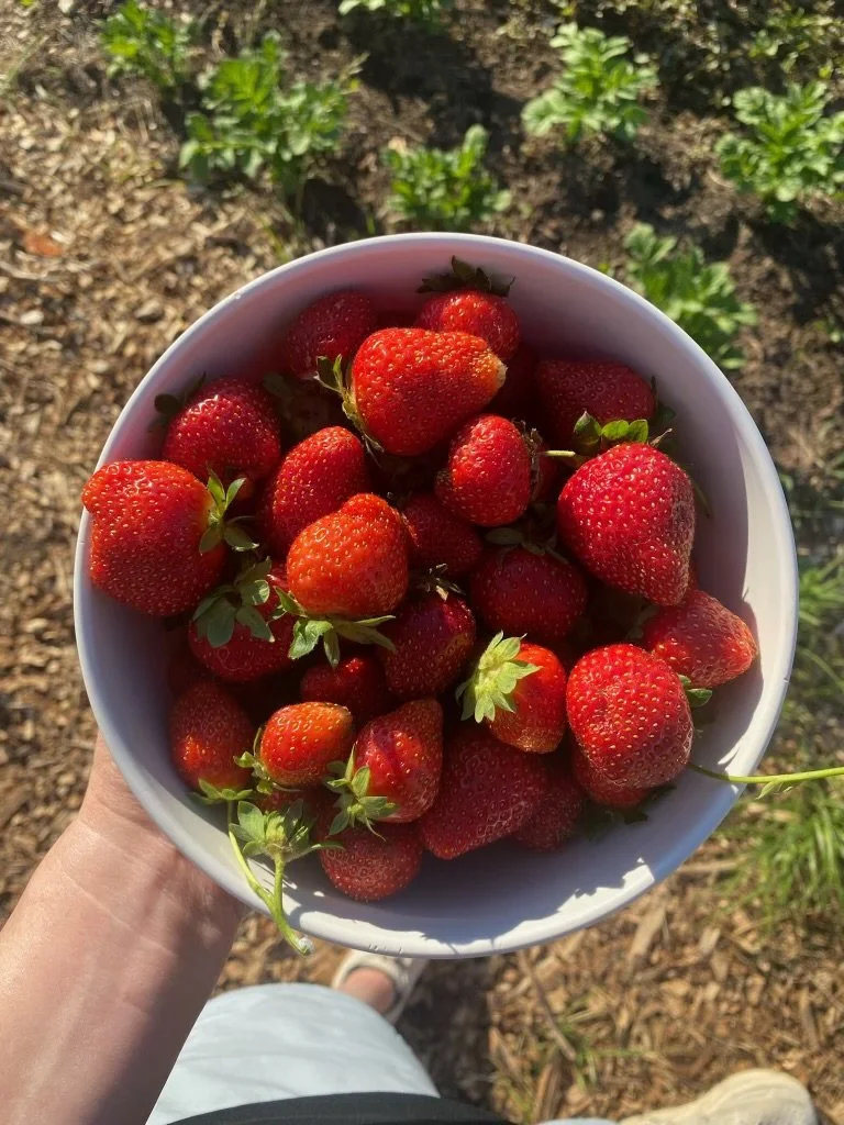 local strawberry plants