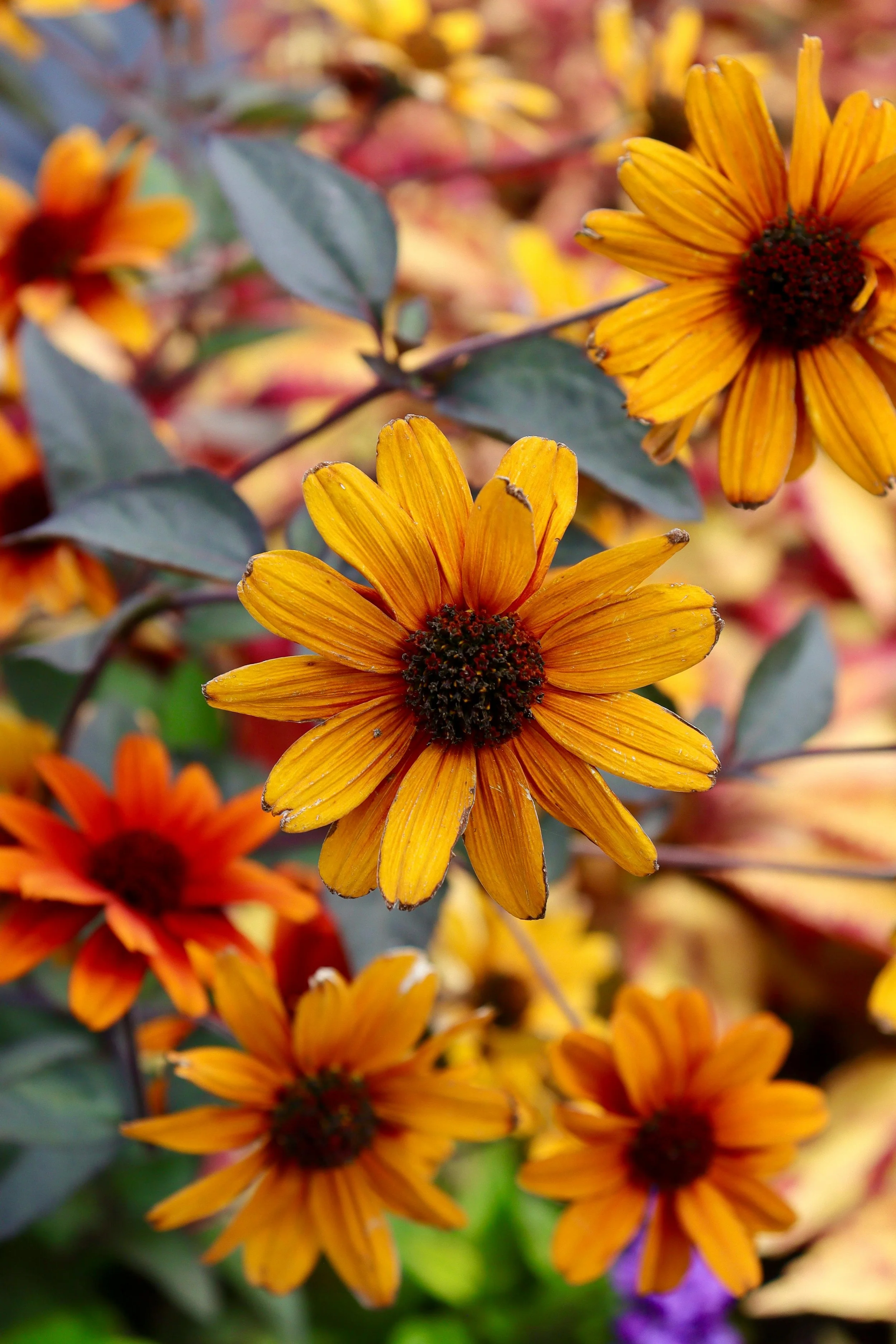 Rudbeckia | Sahara Mix