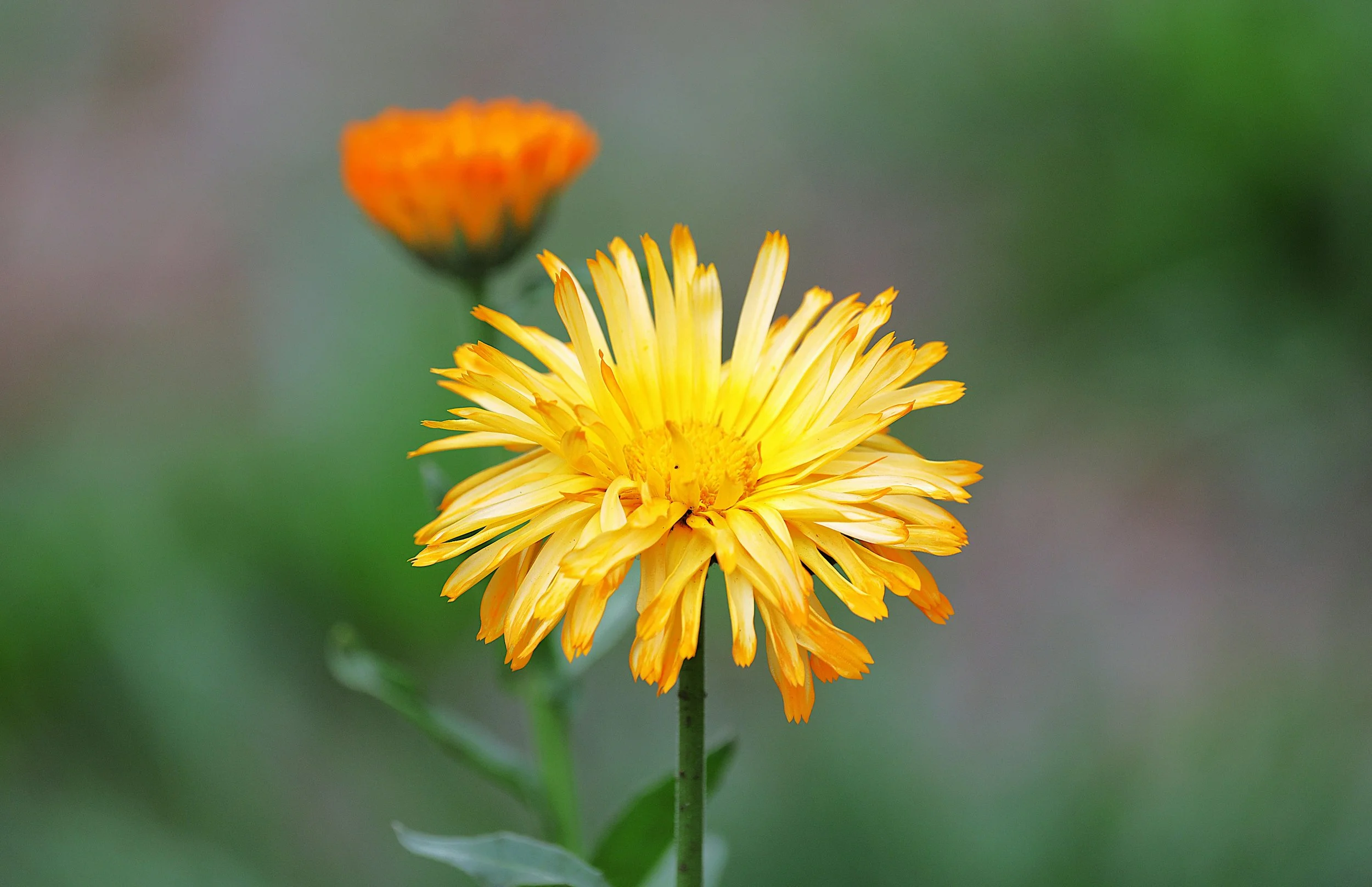 Calendula | Oopsy Daisy