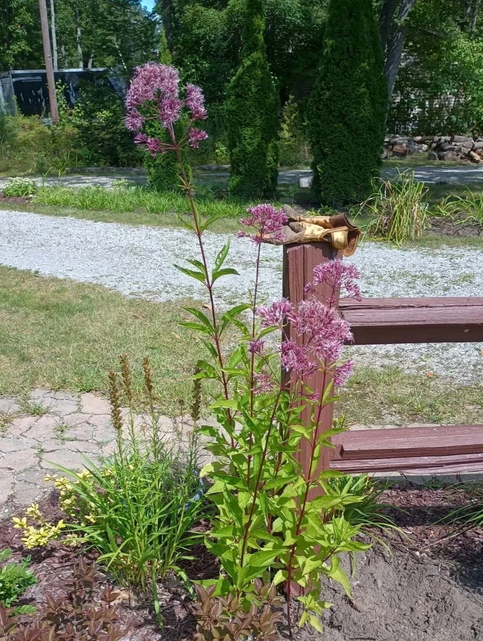 Joe Pye Weed
