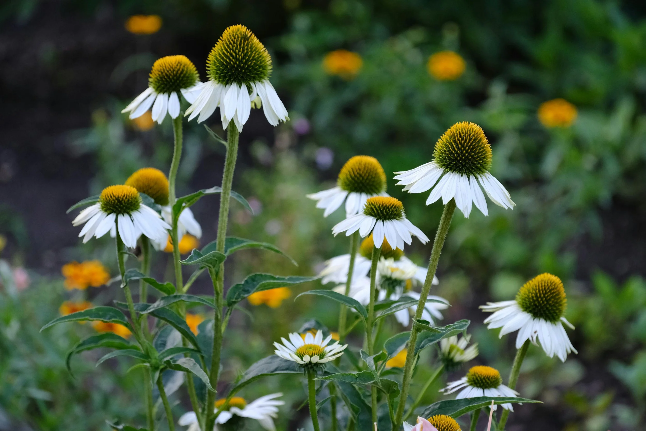 Echinacea | White Swan