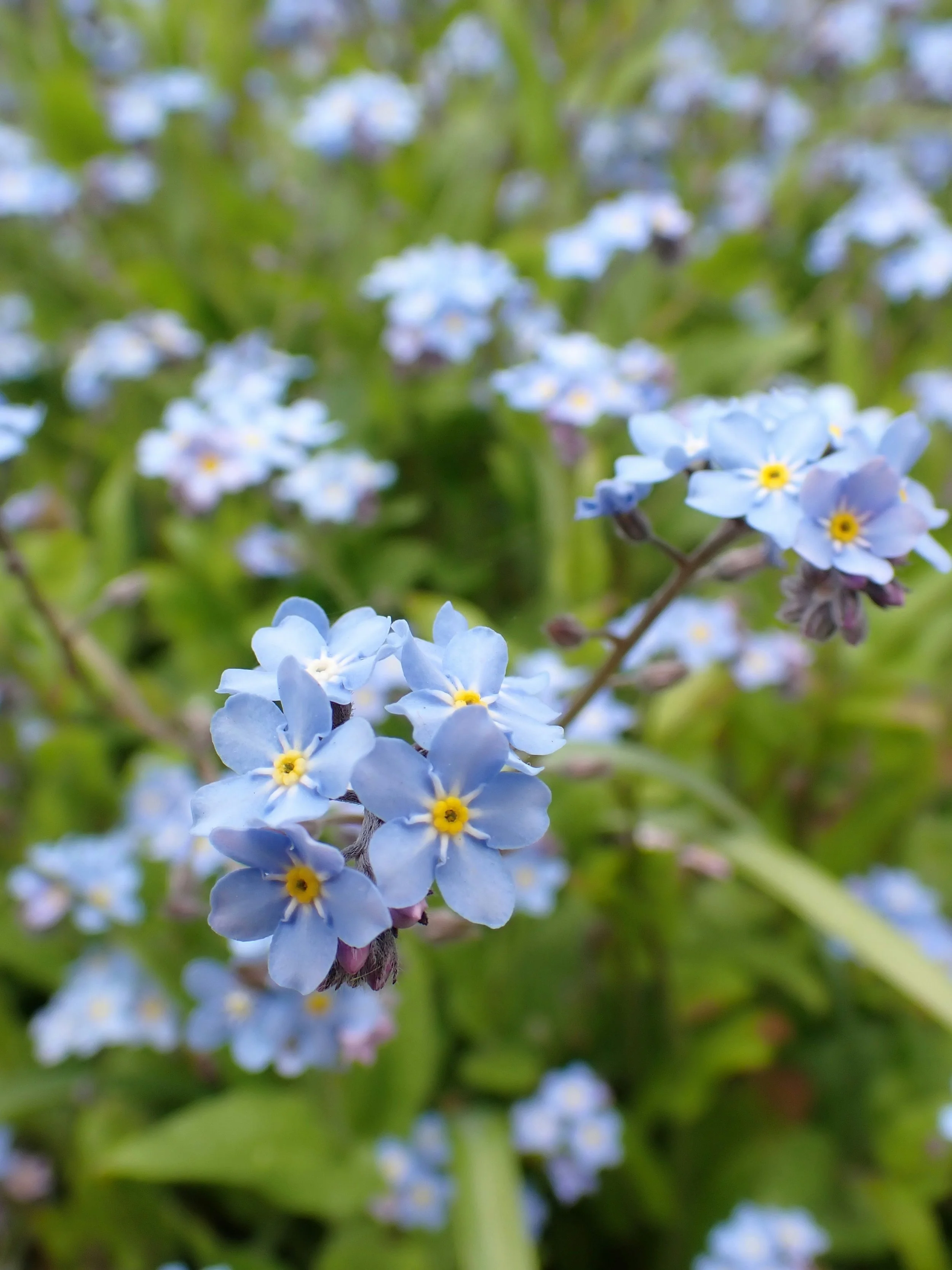Chinese Forget Me Not | Blue