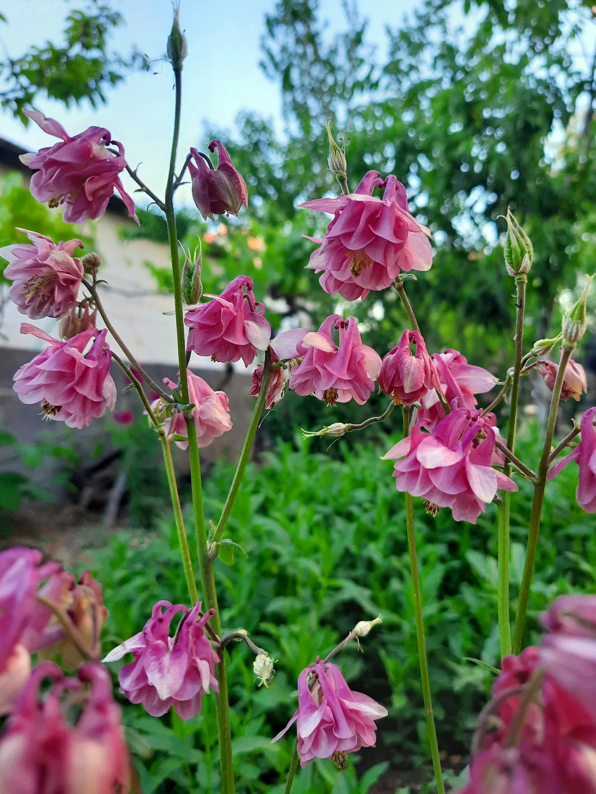 Columbine | Rose Star