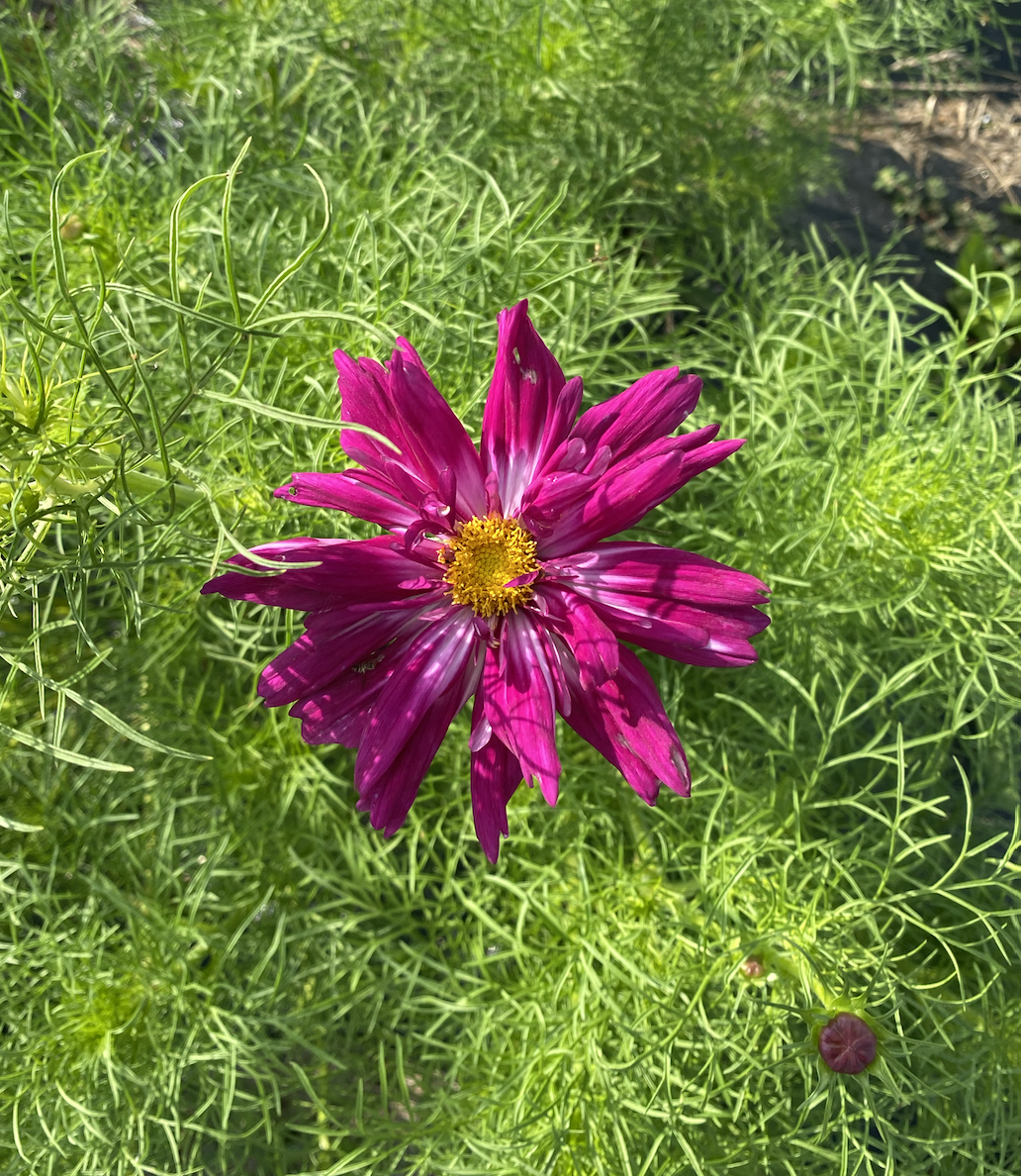 Screen Shot 2026-01-17 at 1.01.13 PM.png