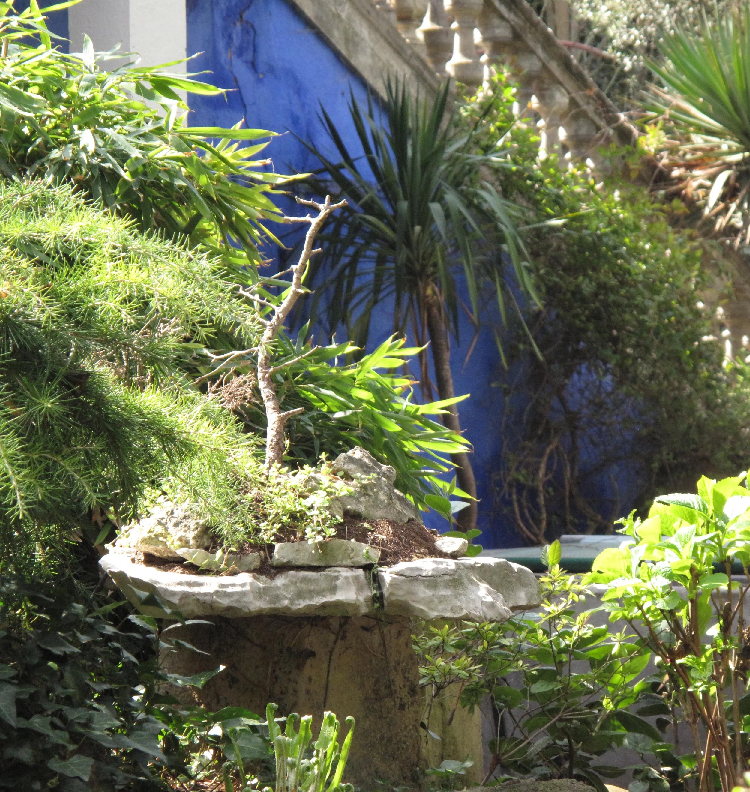 Garden, Blue Wall, Palm