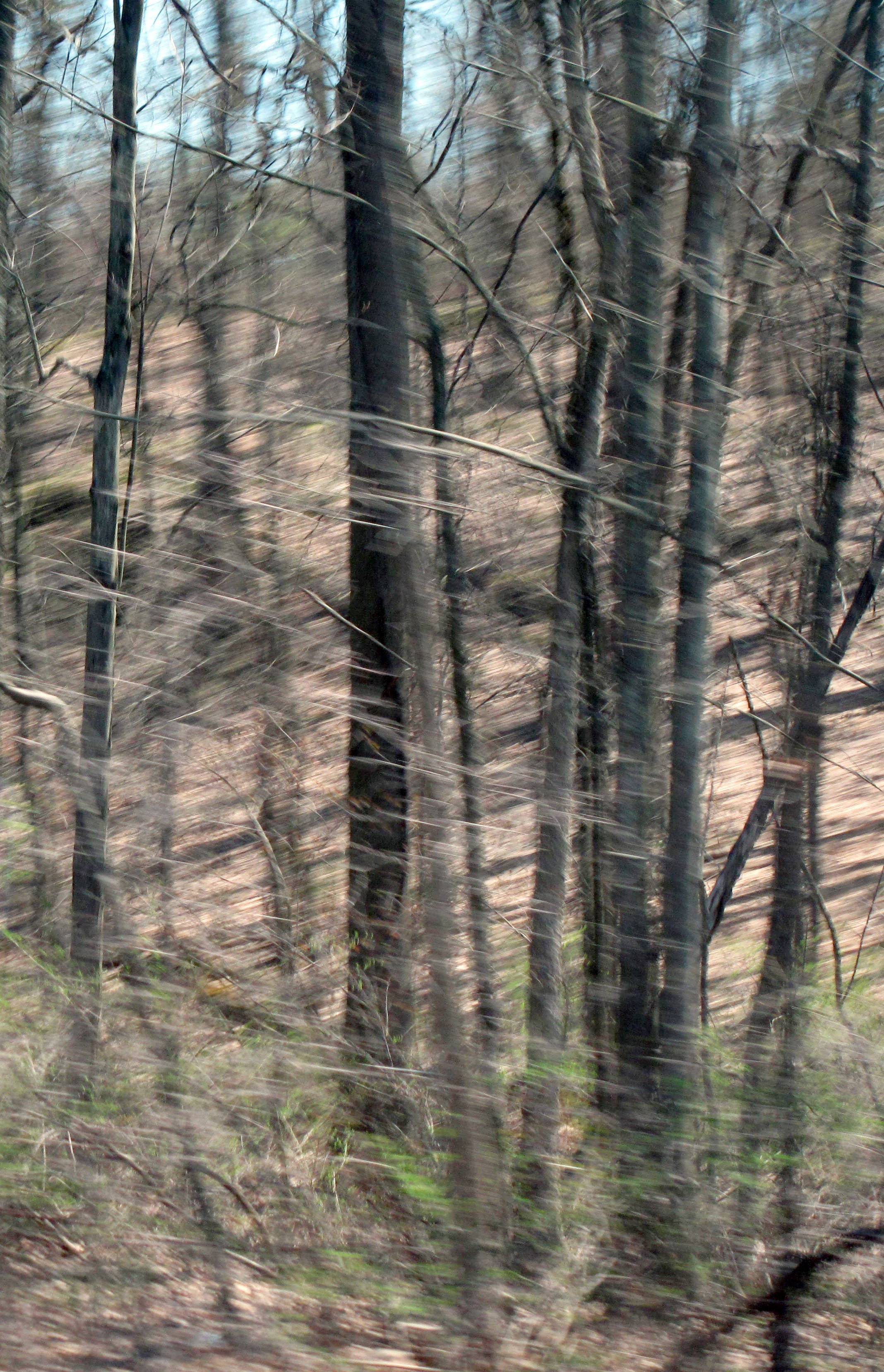 The Life Of Trees 8 Woods