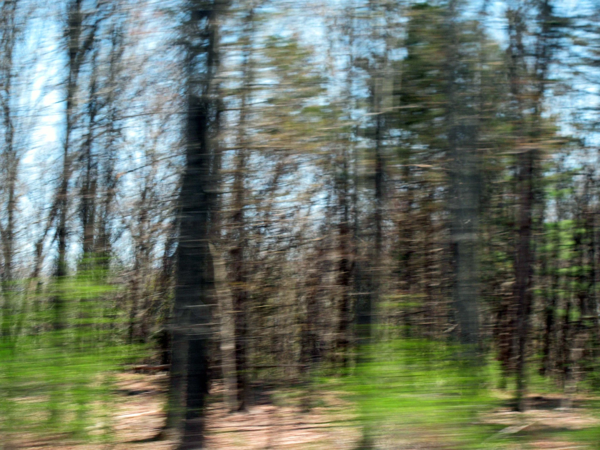 The Life Of Trees 10