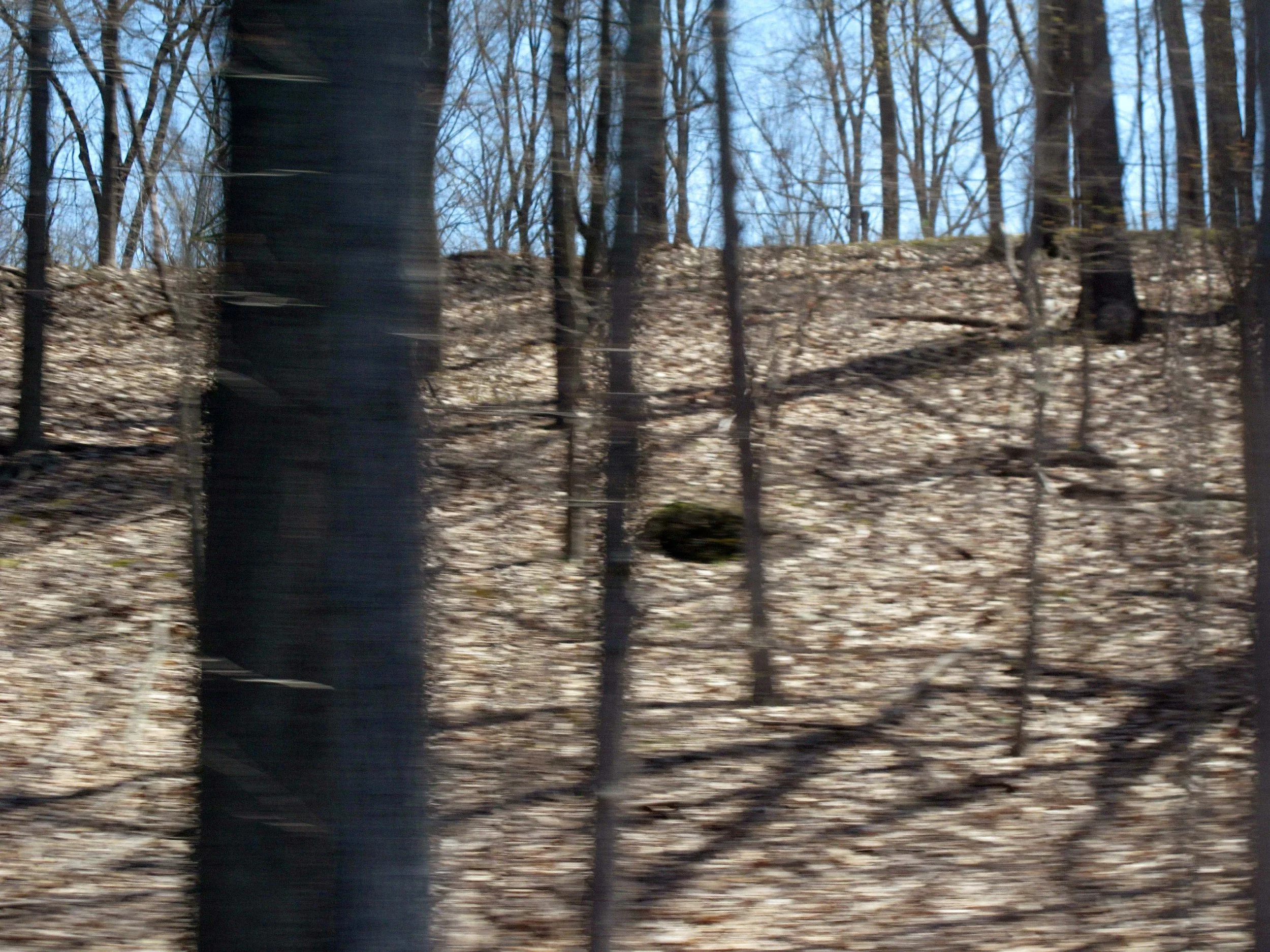 Dark Hole In The Woods