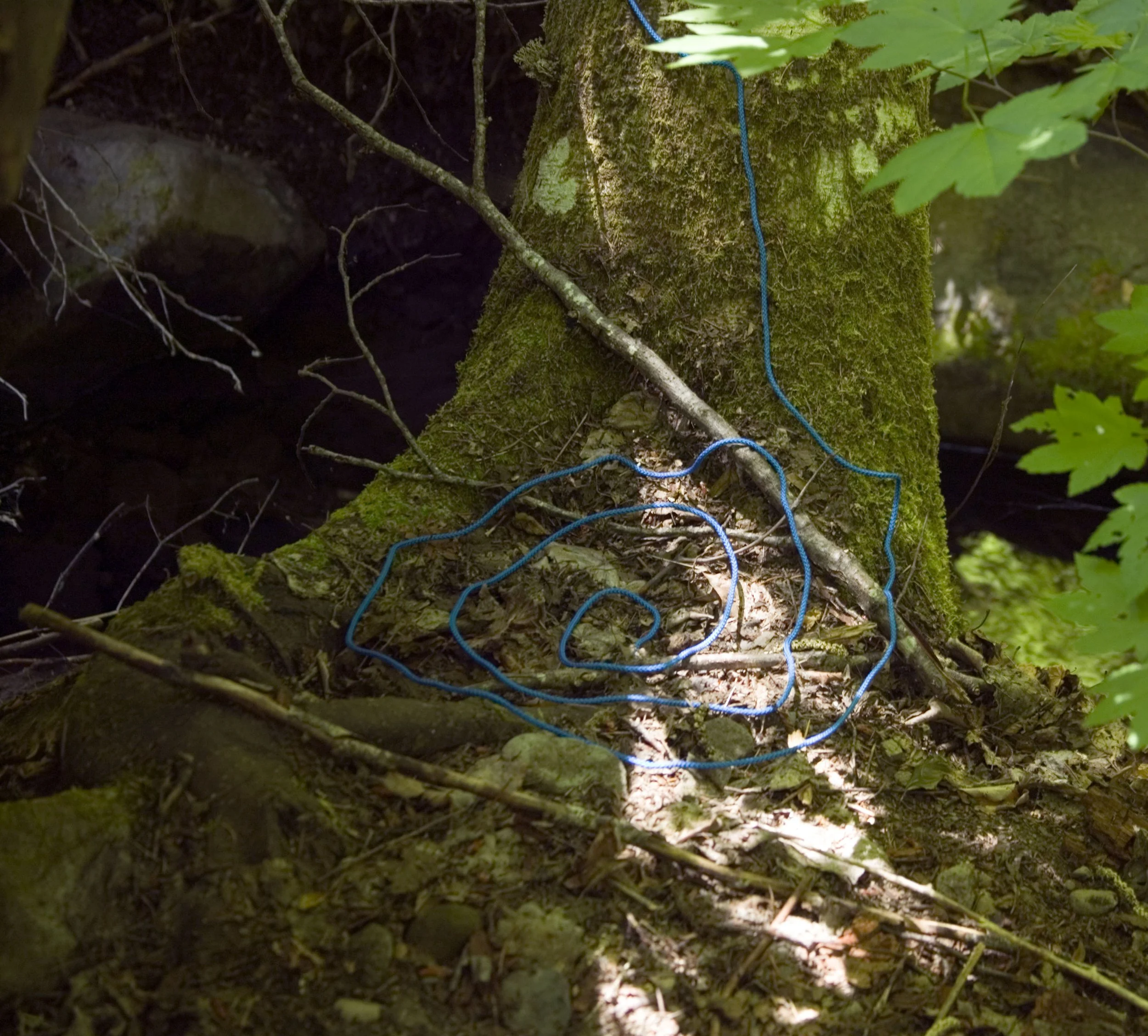 Rope Oregon Blue Spiral Tree Hollow