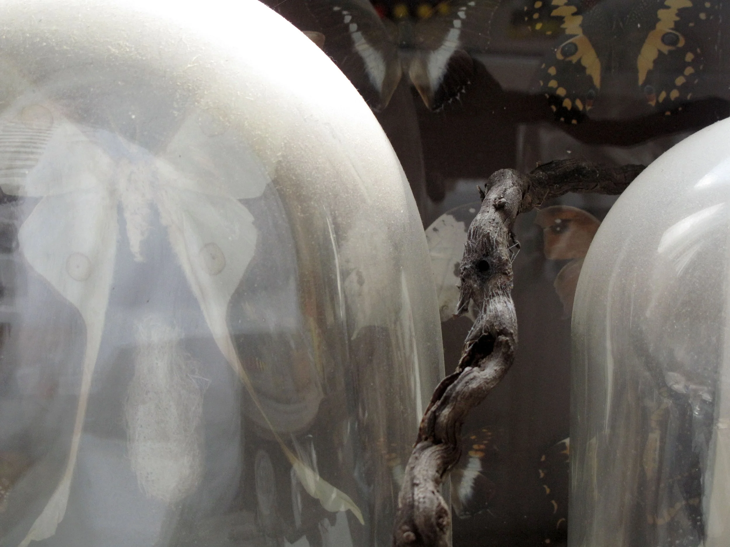 Bell Jars Too and Butterflies