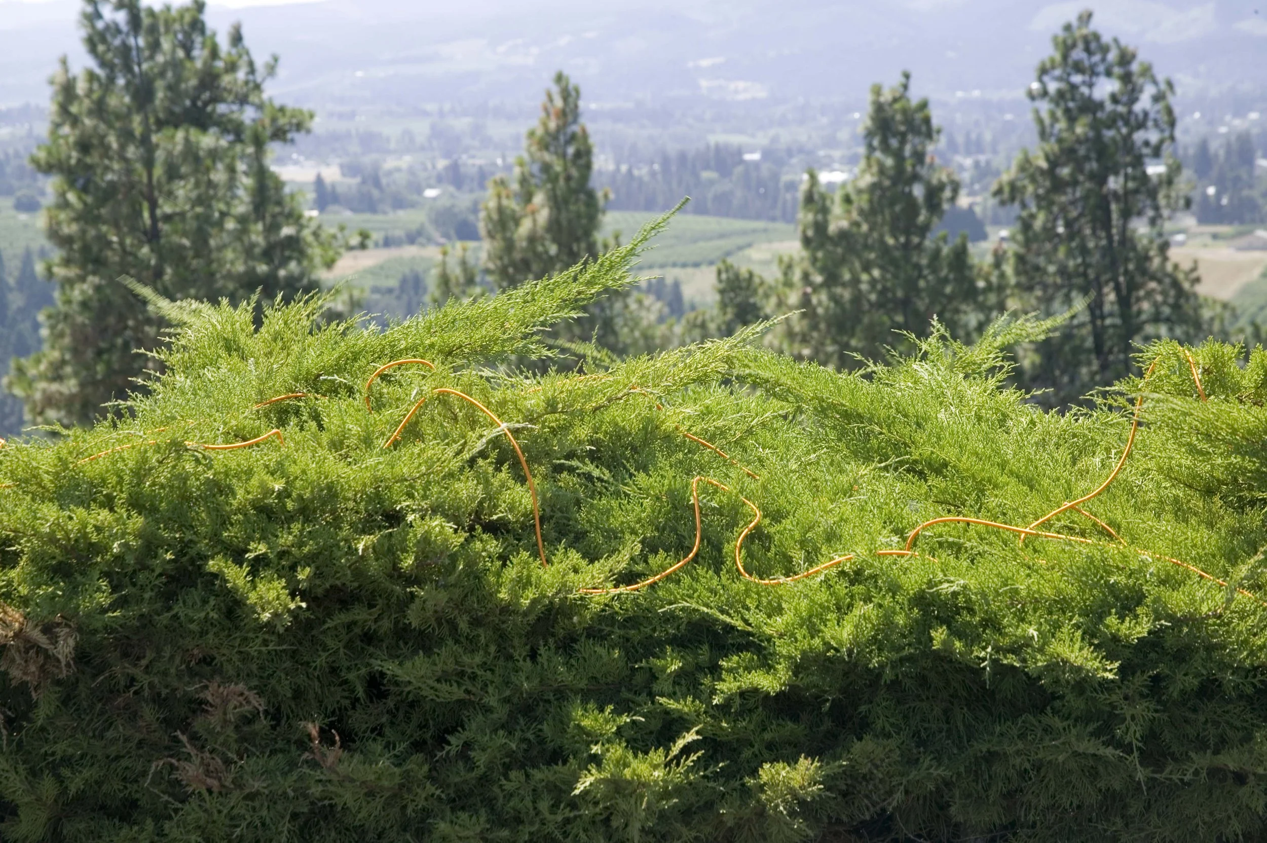 Ropes Oregon Bush Froth Orange Cord