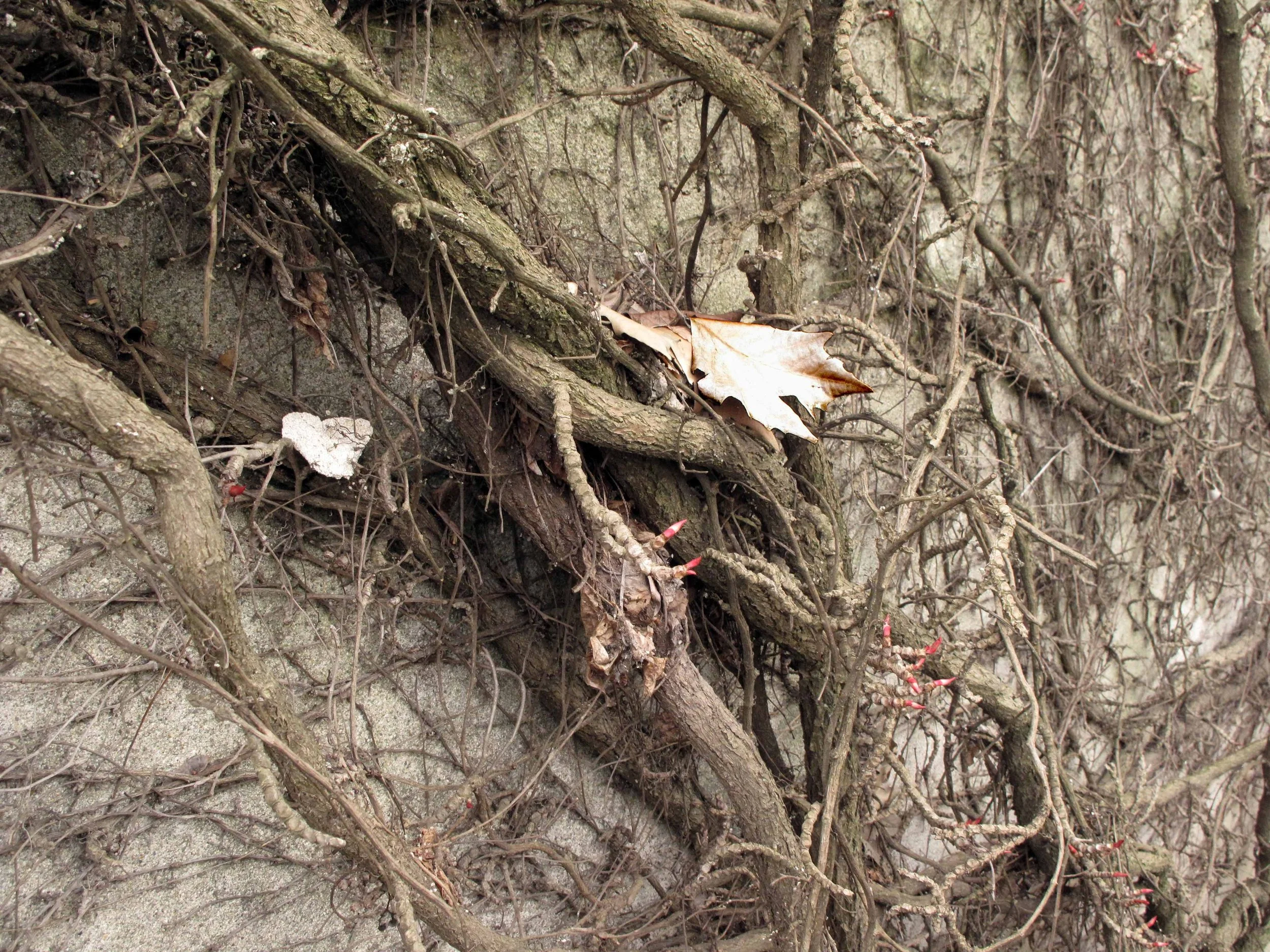 Dry Leaf Wall Vines