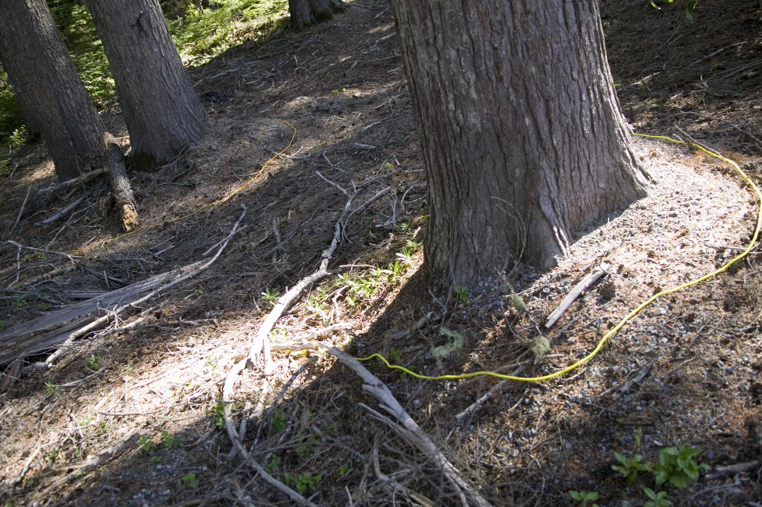 Ropes Oregon Circled Trees