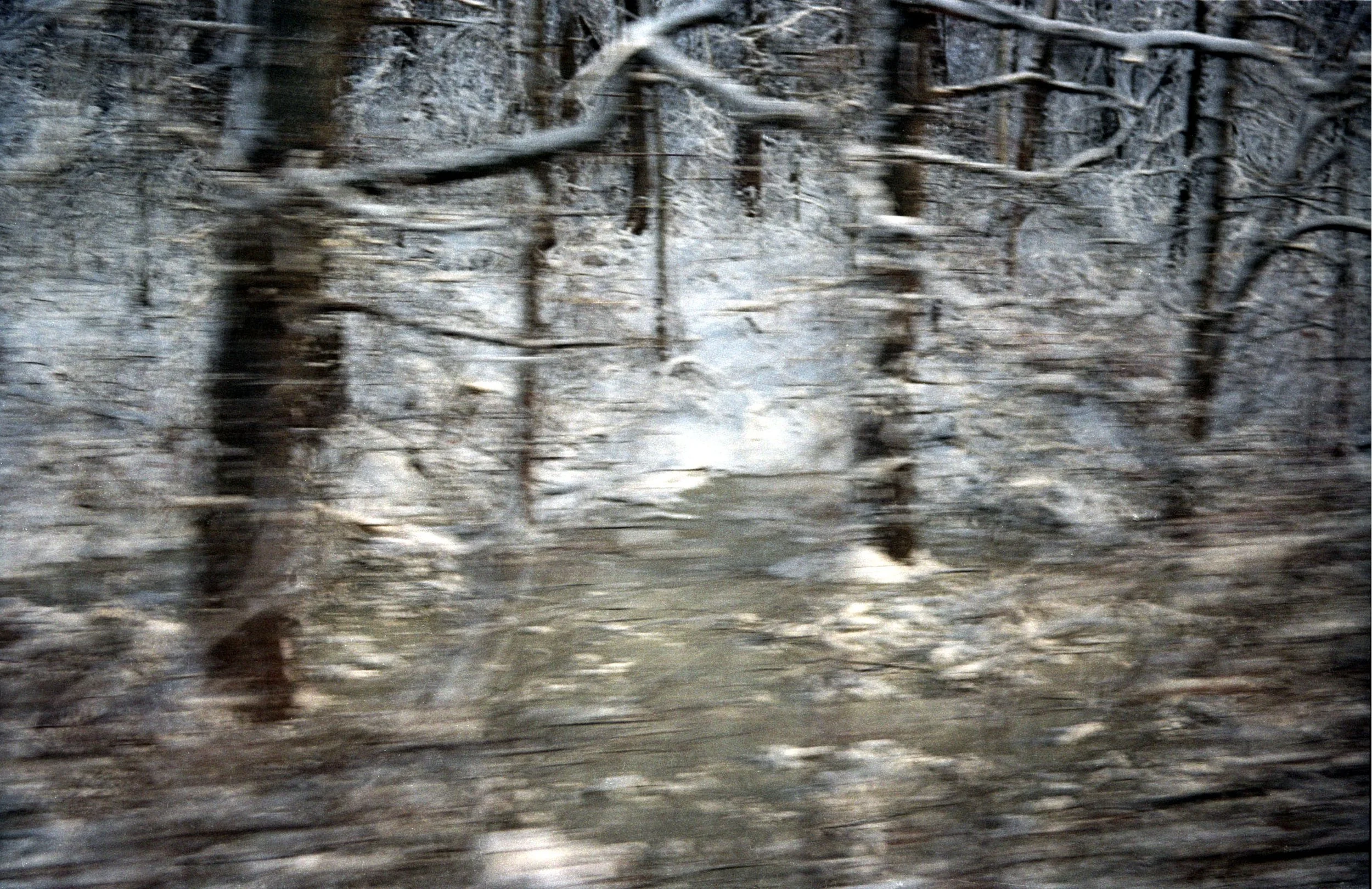 Forest Snow From Train 11