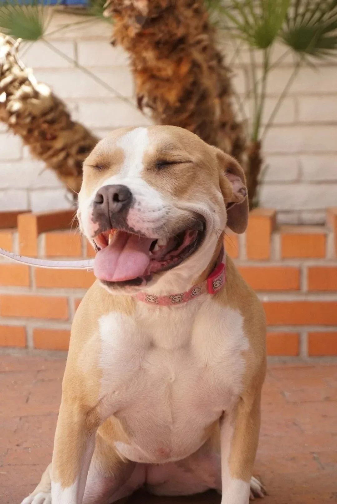 A happy dog with a pink collar sitting in front of a brick wall with palm trees, smiling with closed eyes and tongue out.
