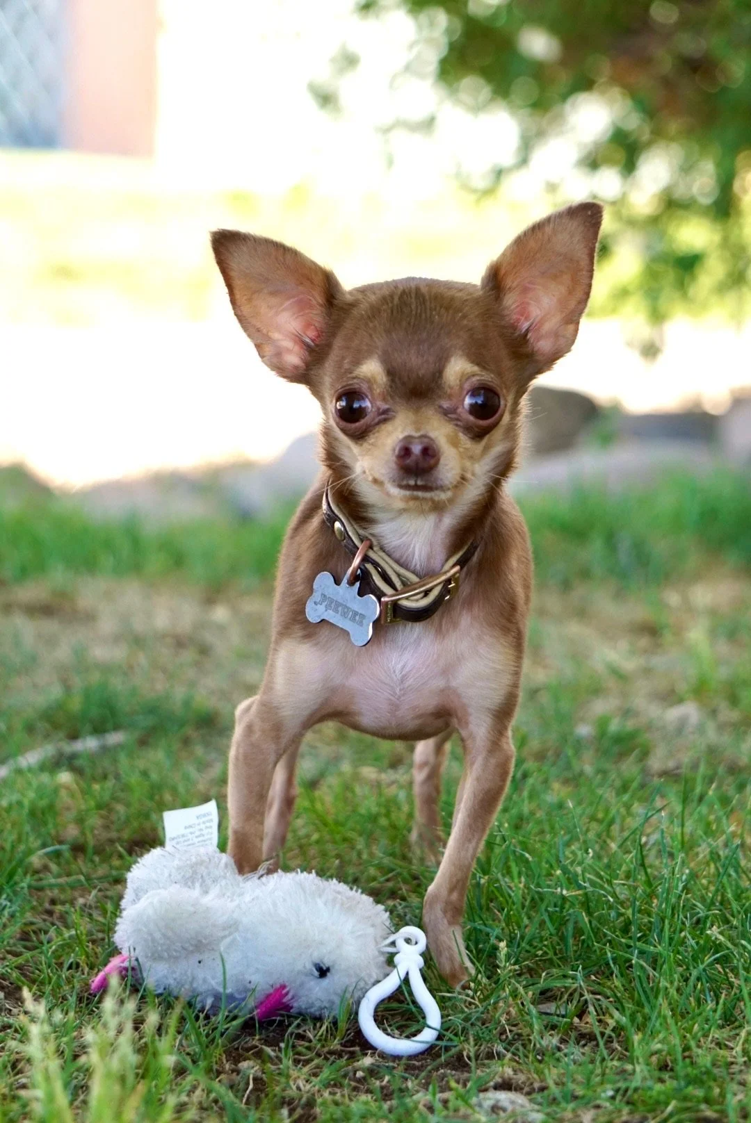 Small brown Chihuahua dog with large ears standing on grass outdoors, wearing a collar with a metal tag, beside a plush toy mouse with pink ears and a plastic hook.