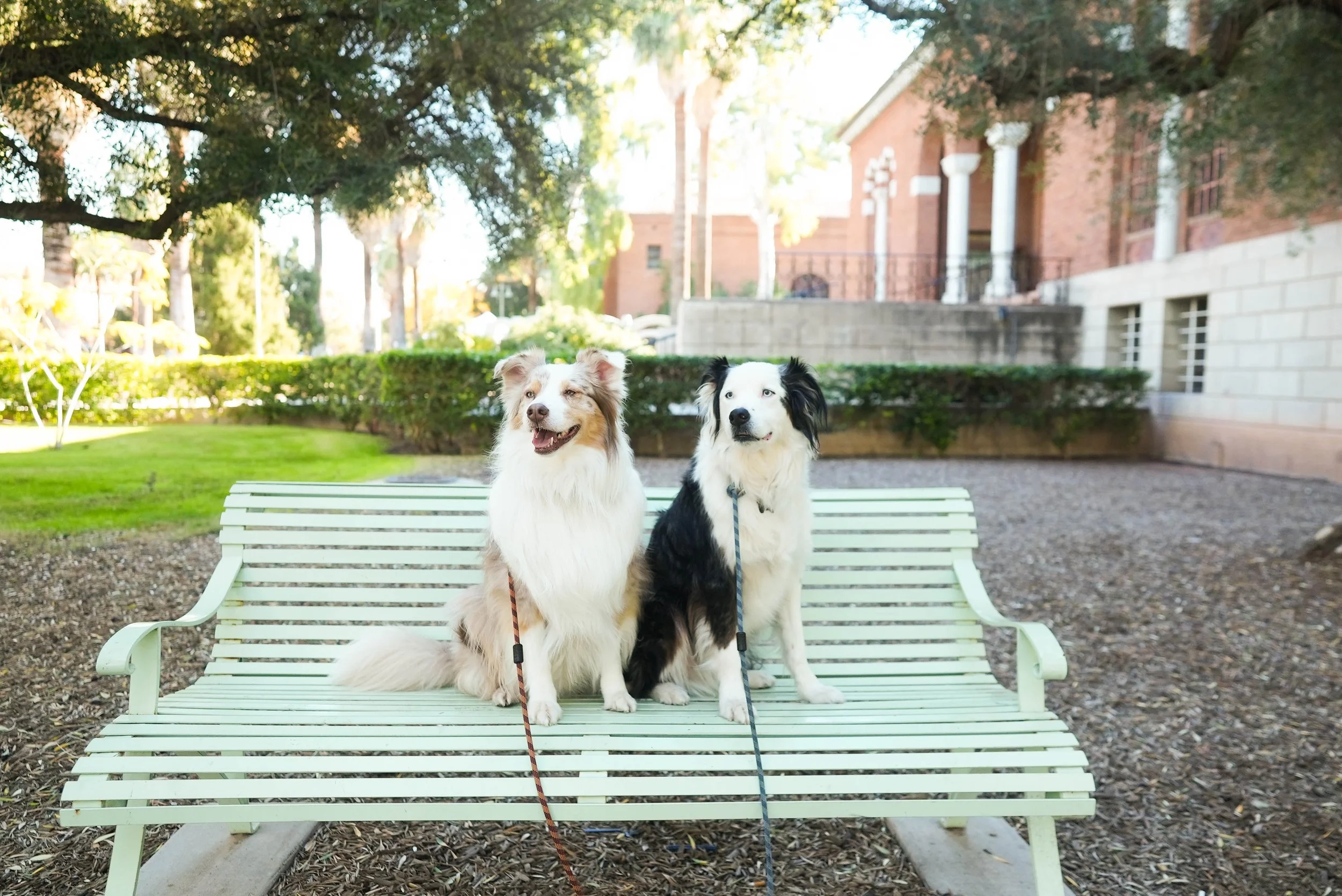 Two dogs sitting on a park bench in a sunny park, with a brick building and trees in the background.