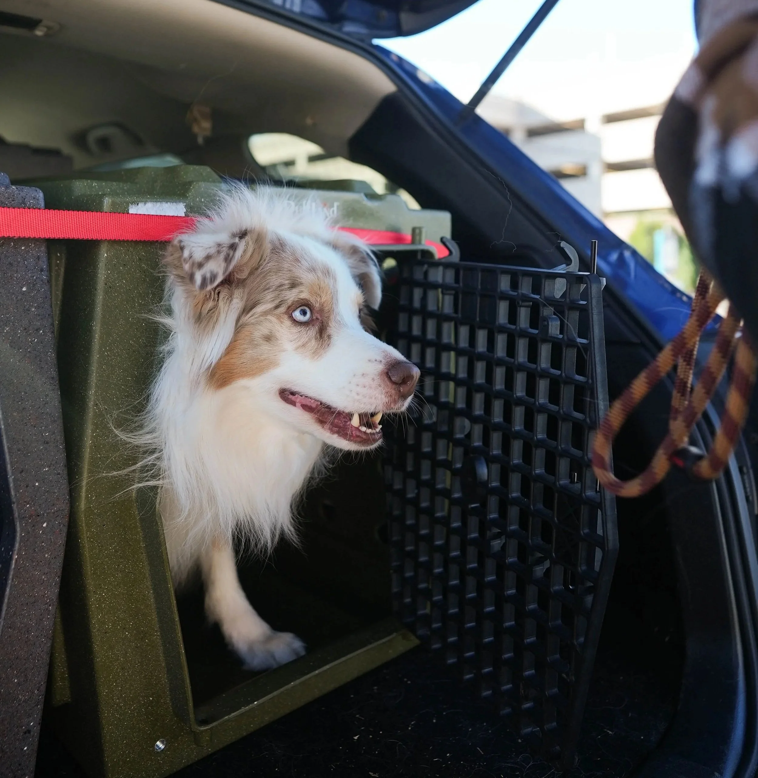 An Australian Shepherd dog with blue eyes inside the trunk of a car, looking out. The dog is standing on a black surface near some containers and a black grid panel, with an orange and brown leash attached to its collar.