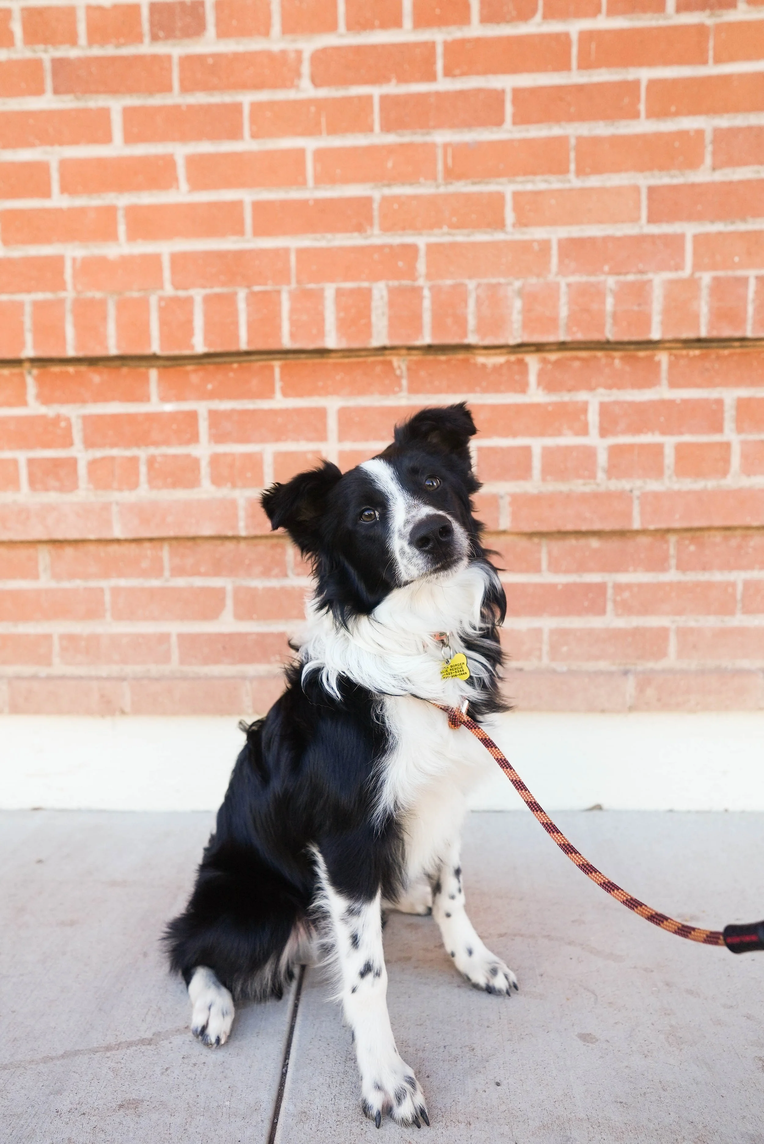 Cute black and white dog sitting on the sidewalk in front of a brick wall, looking up with a curious expression.