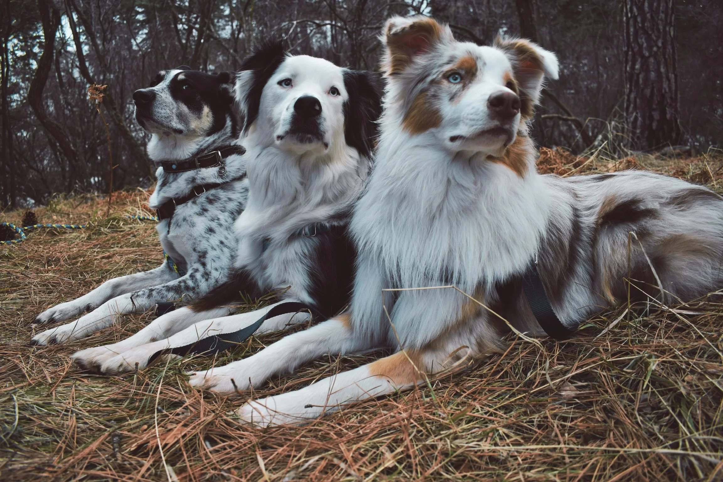 Three dogs of different breeds lie on a grassy field with trees in the background, facing different directions.