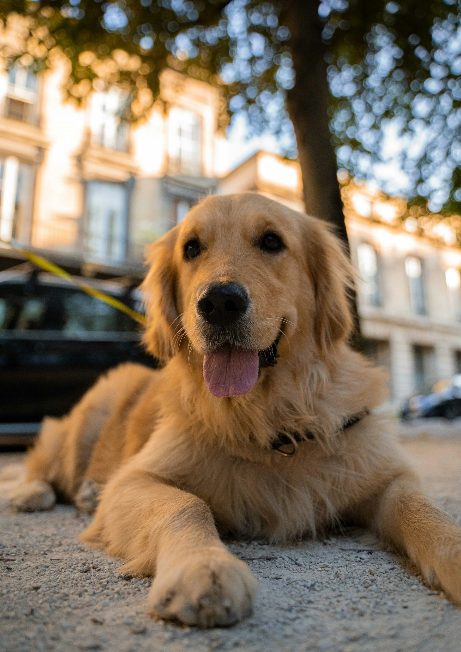 Golden retriever dog lying on pavement with tongue out, in front of buildings and trees during sunset.