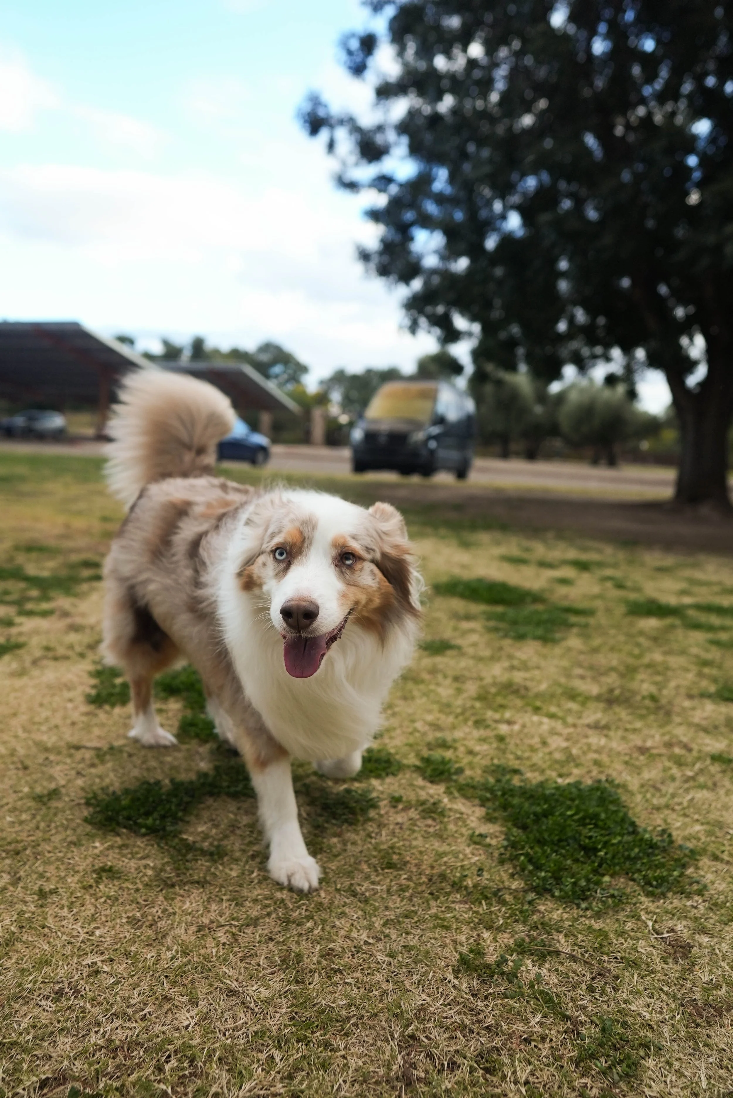 A happy Australian Shepherd dog with blue eyes walking on a grassy area, with trees and parked vehicles in the background.
