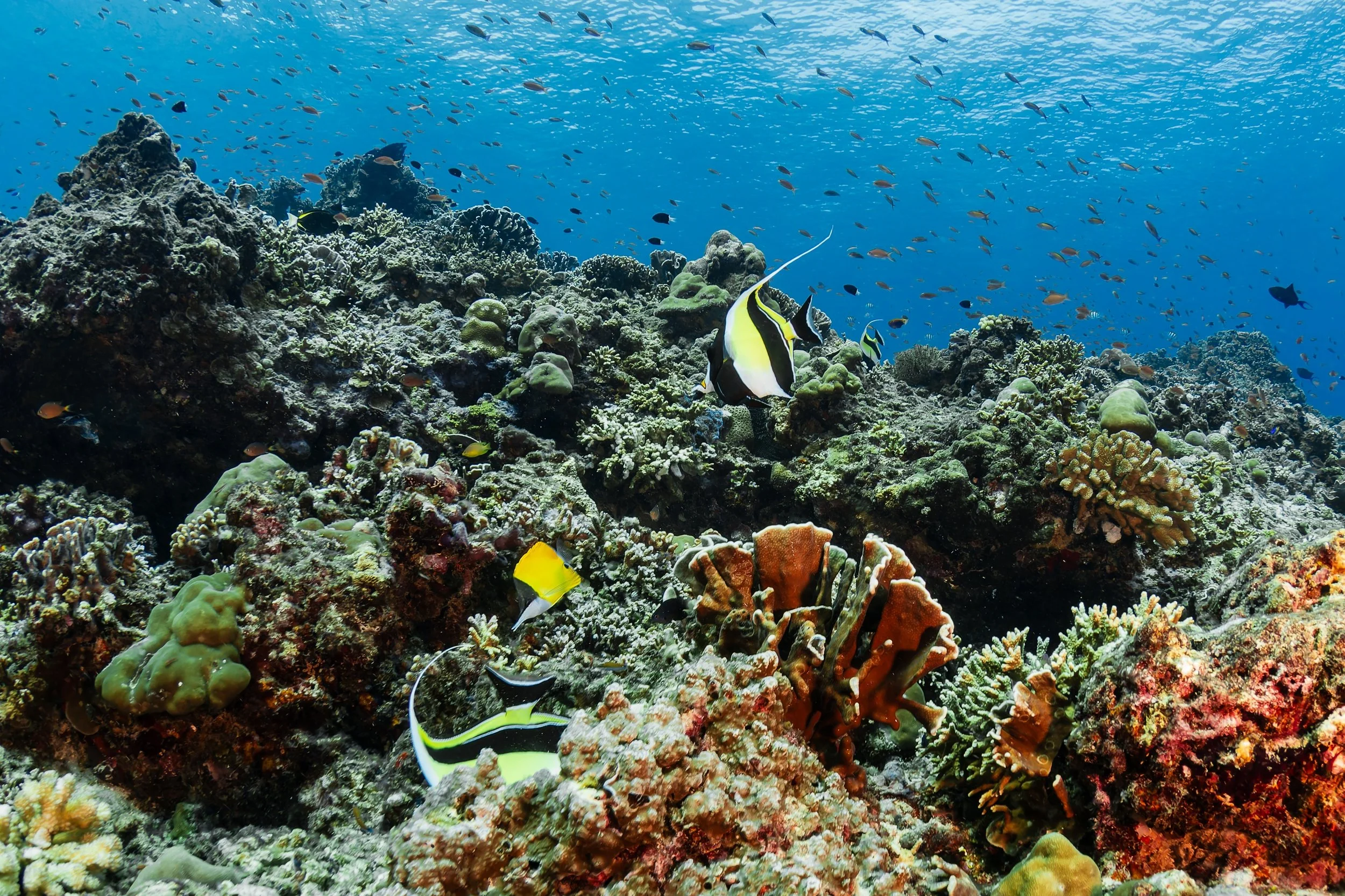 Are Floating Wave Attenuators Environmentally Friendly?